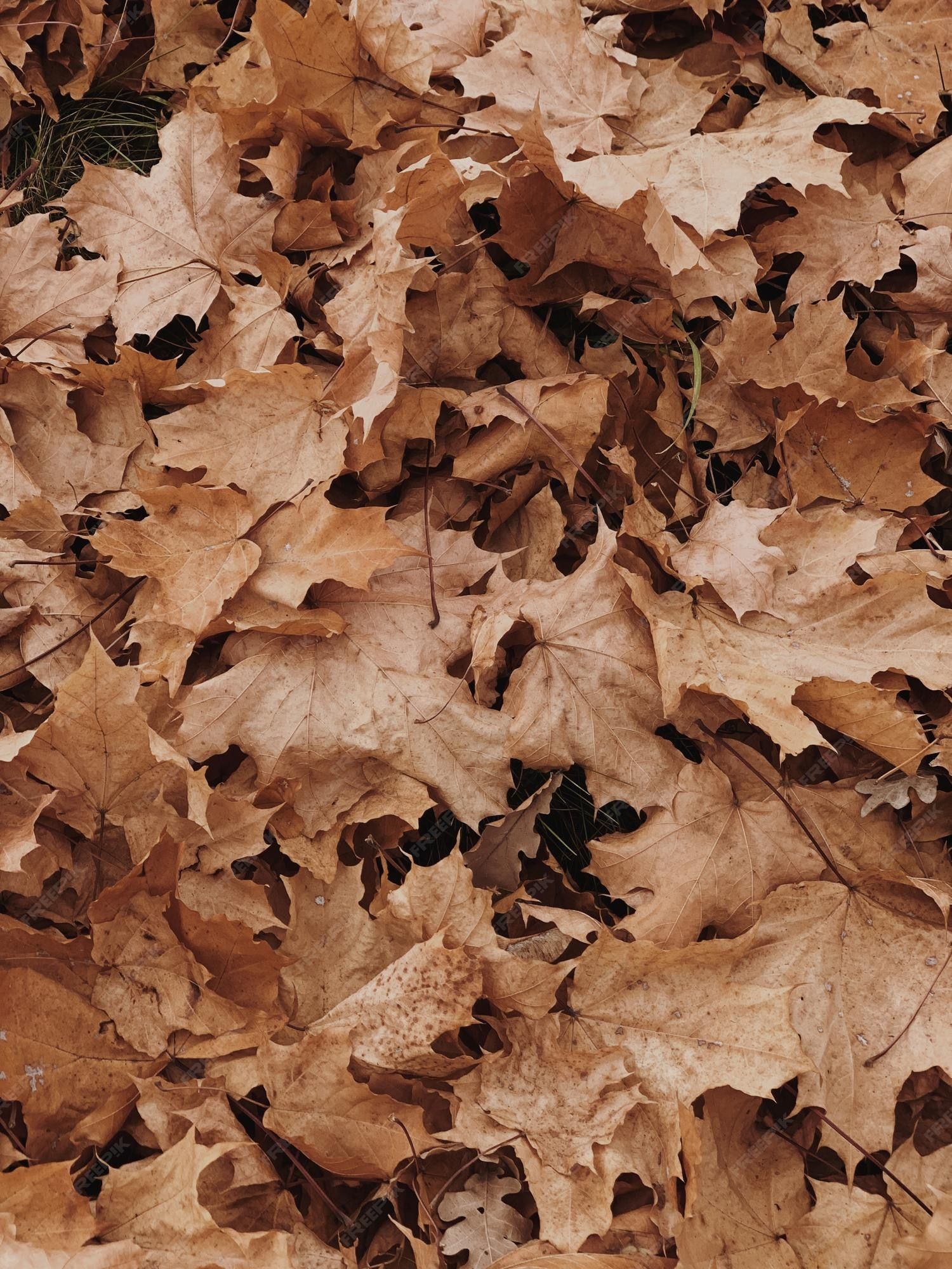 Fallen Leaves Wallpapers - Top Free Fallen Leaves Backgrounds ...