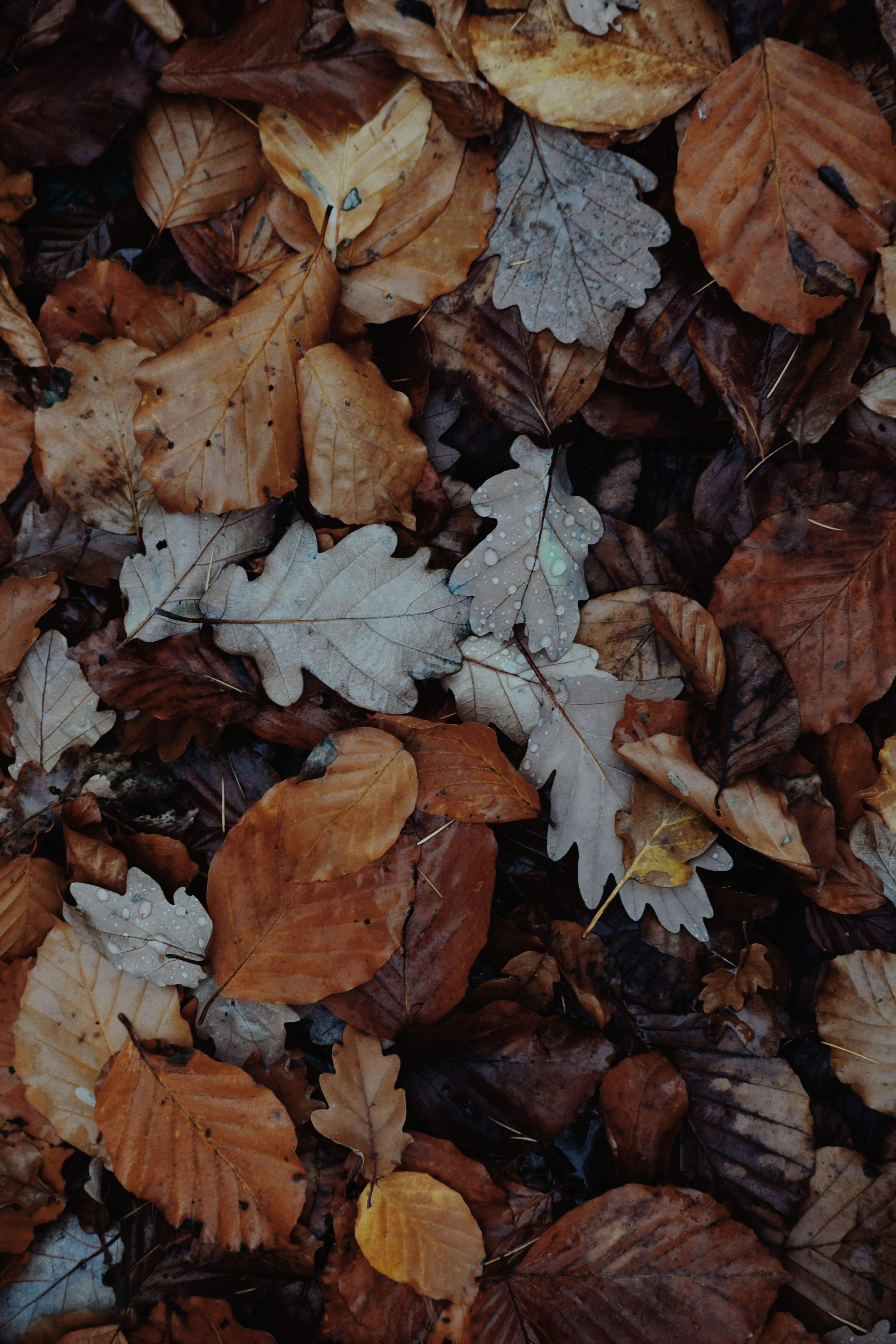 4000x6000 Fall Leaves Background Photo, Download The BEST Free Fall Leaves Background & HD Image