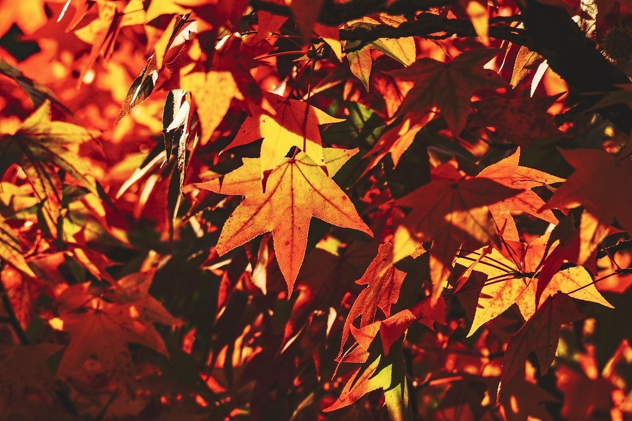 1280x853 Fall Leaves Autumn Color