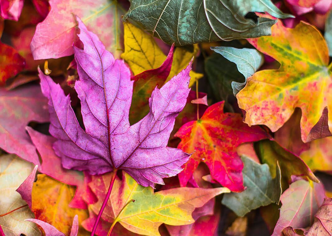 1068x760 Finding Godumn Leaves