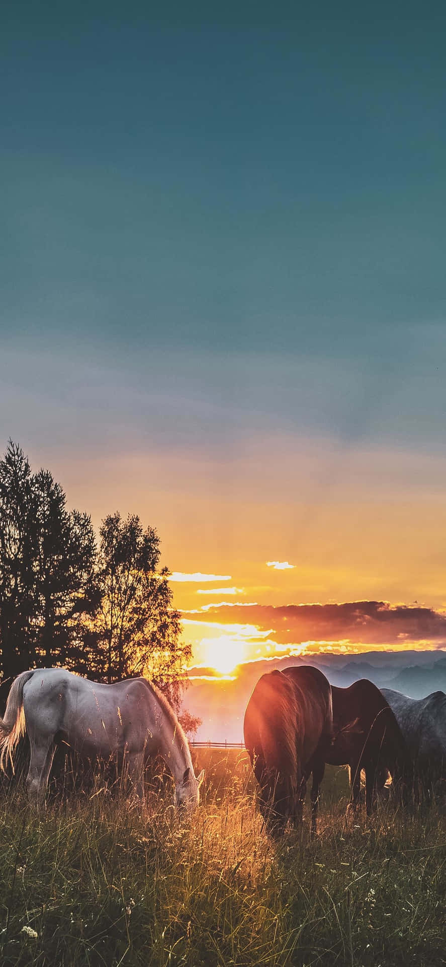 887x1920 Download Relax and enjoy the simplicity of ranch life Wallpaper