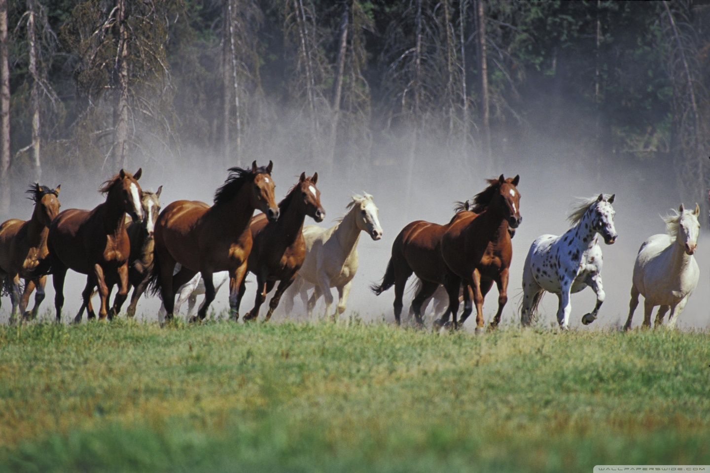 1440x960 Roundup On The Ranch Montana Ultra HD Desktop Background Wallpaper for 4K UHD TV : Widescreen & UltraWide Desktop & Laptop : Tablet