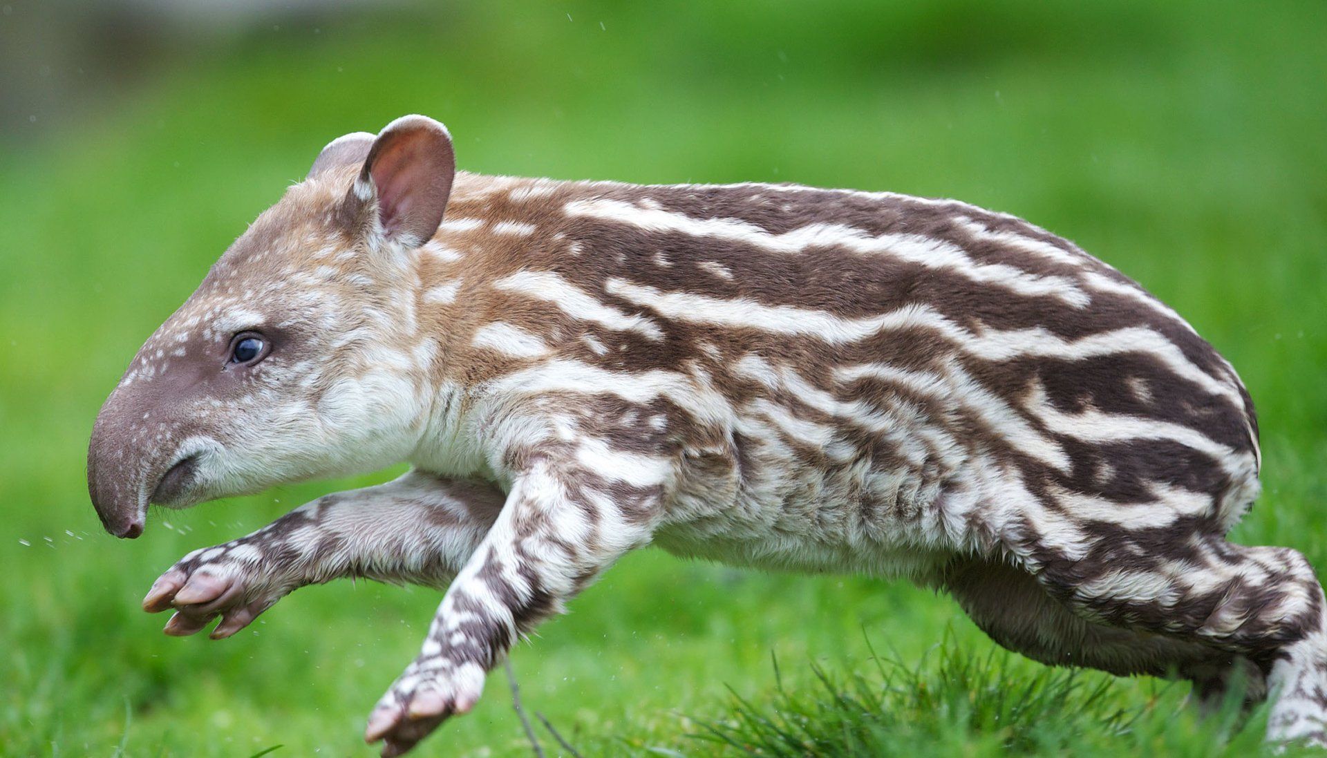 1920x1097 Tapir HD Wallpaper and Background