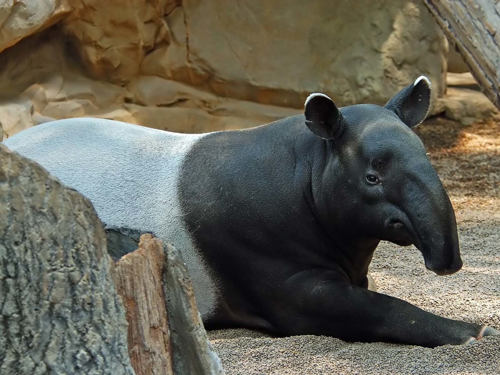 1600x1200 Animal Tapir Wallpaper