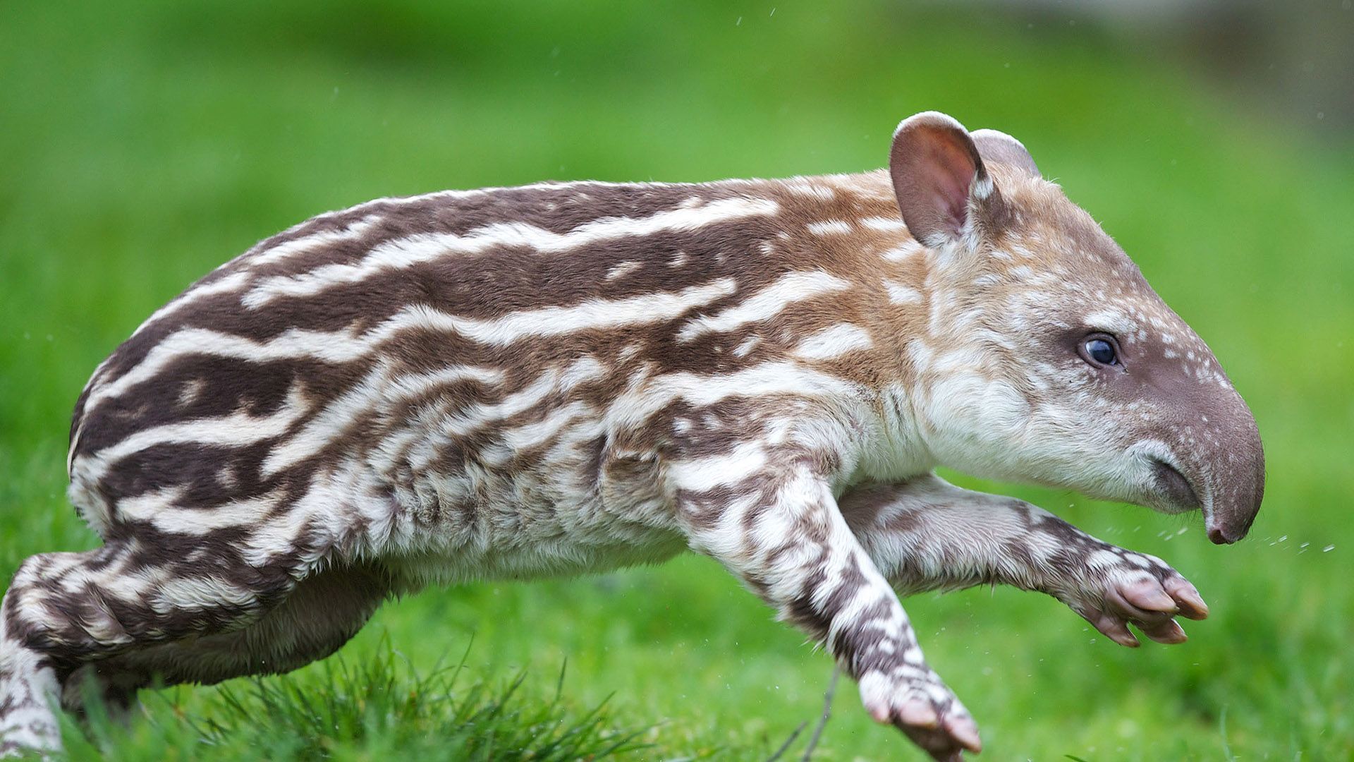 1920x1080 Tapir Wallpaper