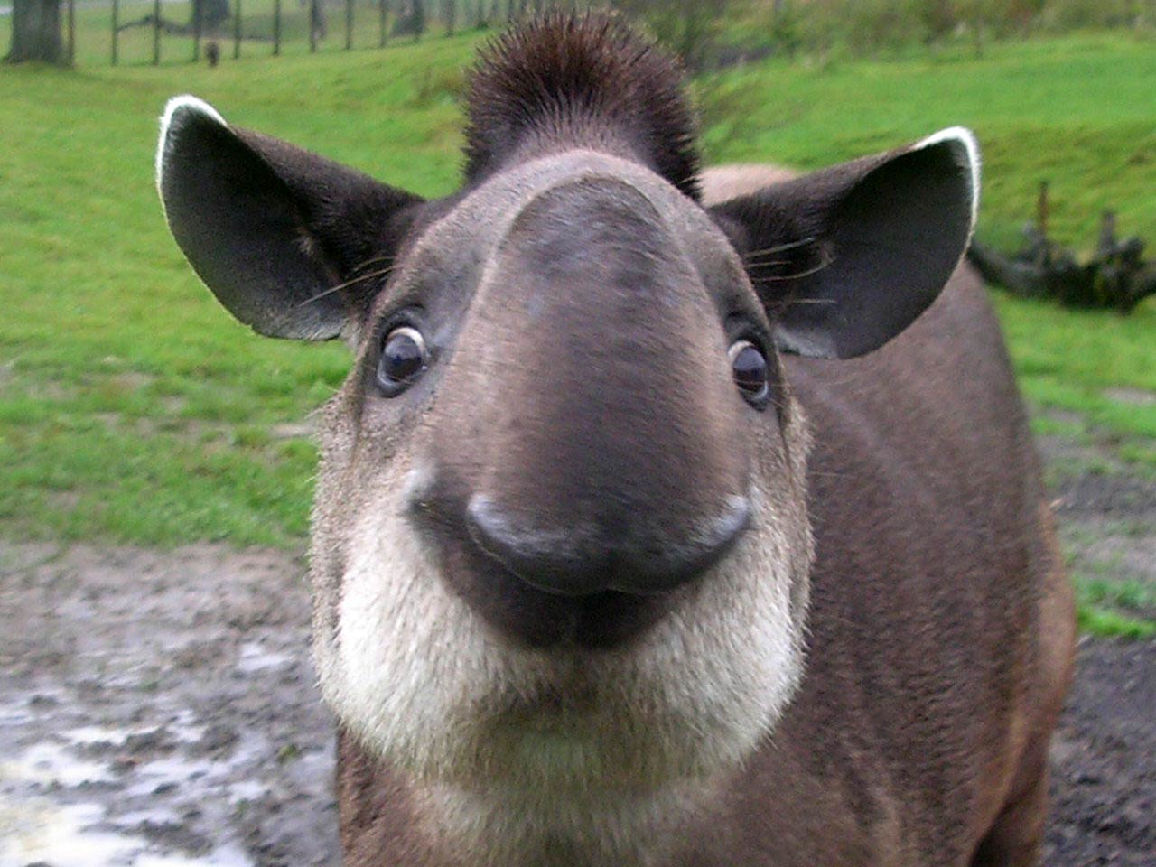 1280x960 Tapir Wallpaper