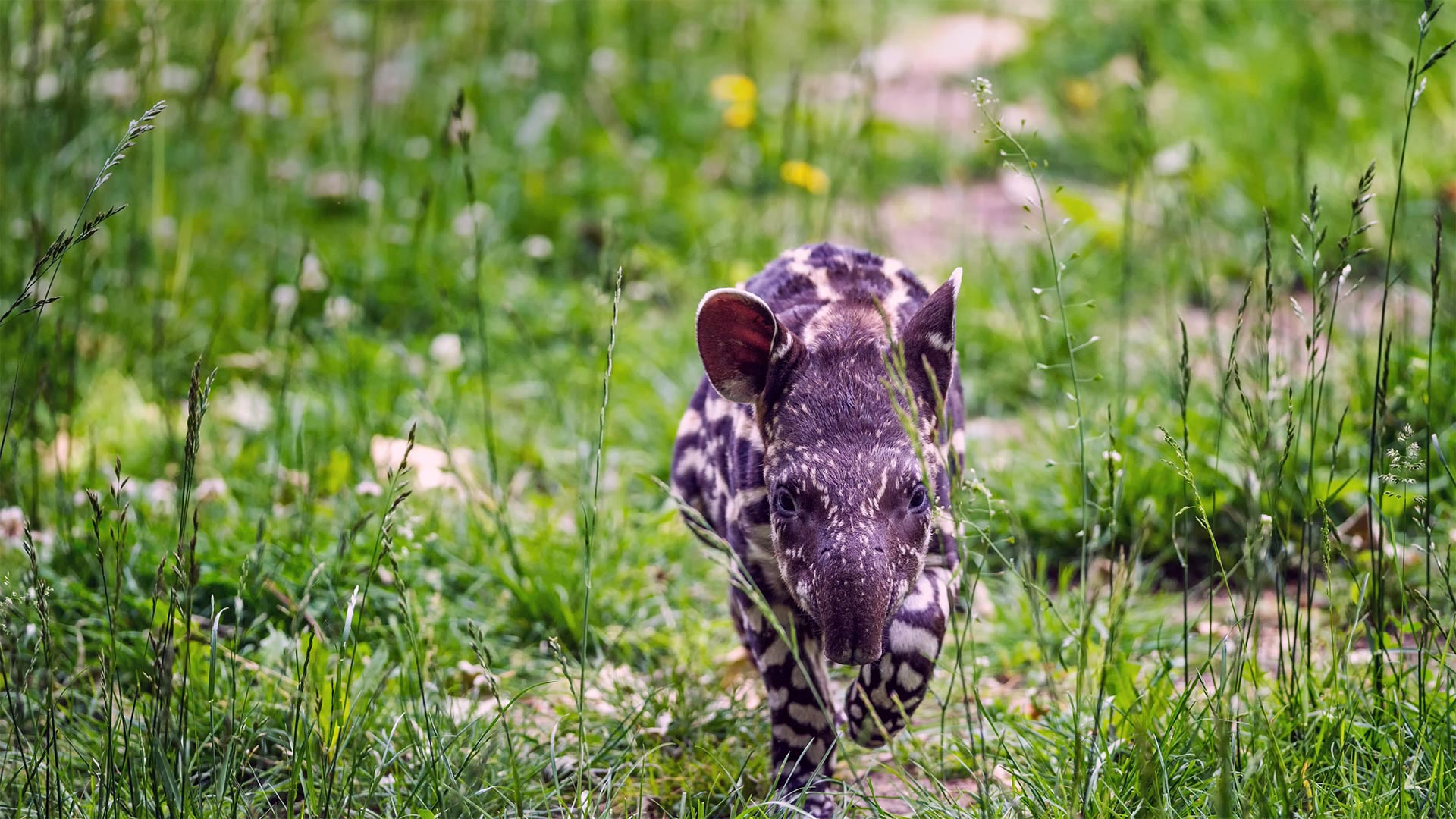 1920x1080 Bing image: That s quite a schnoz, baby tapir Wallpaper Gallery