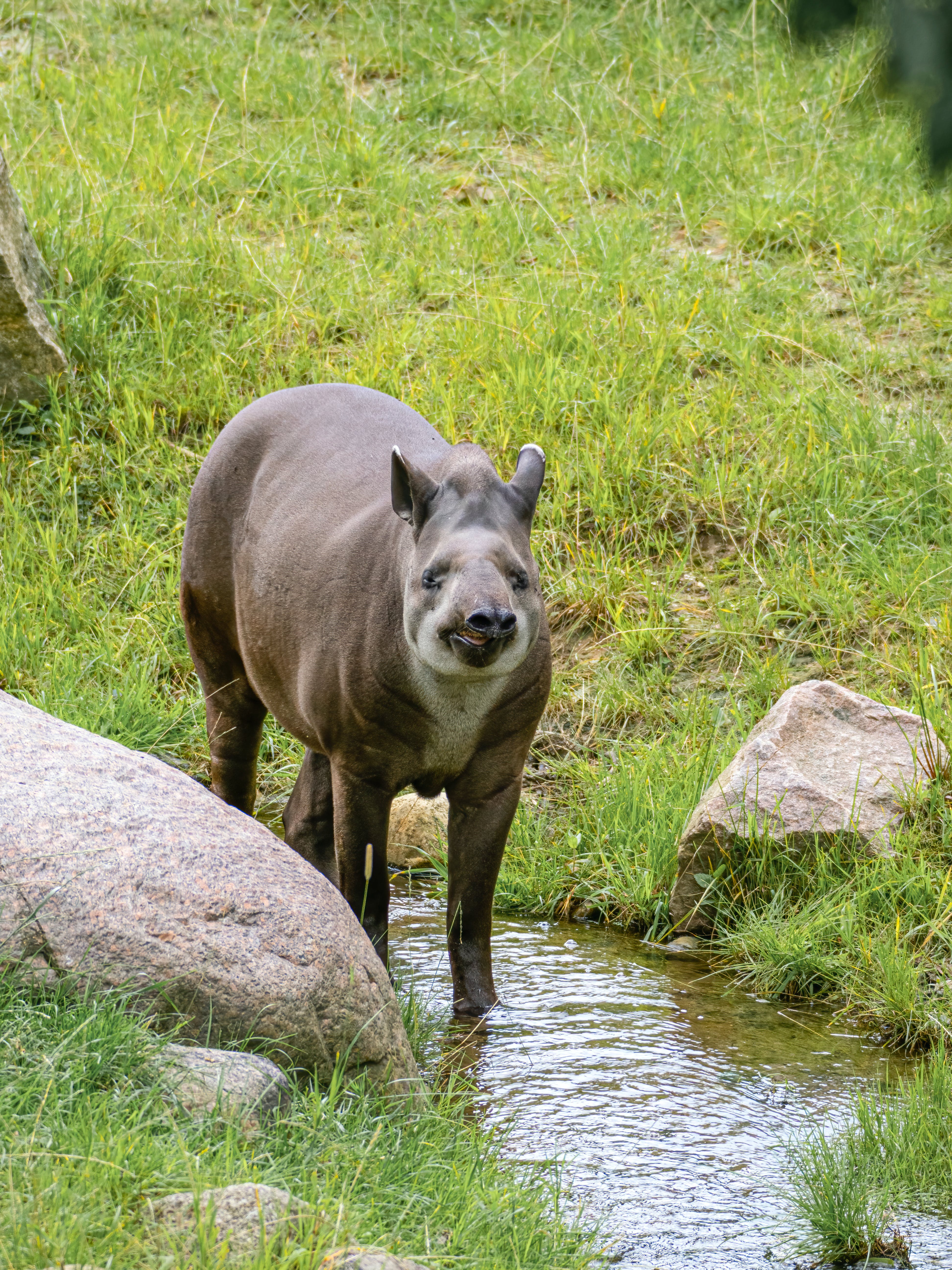 3888x5184 Tapir Photo, Download The BEST Free Tapir & HD Image