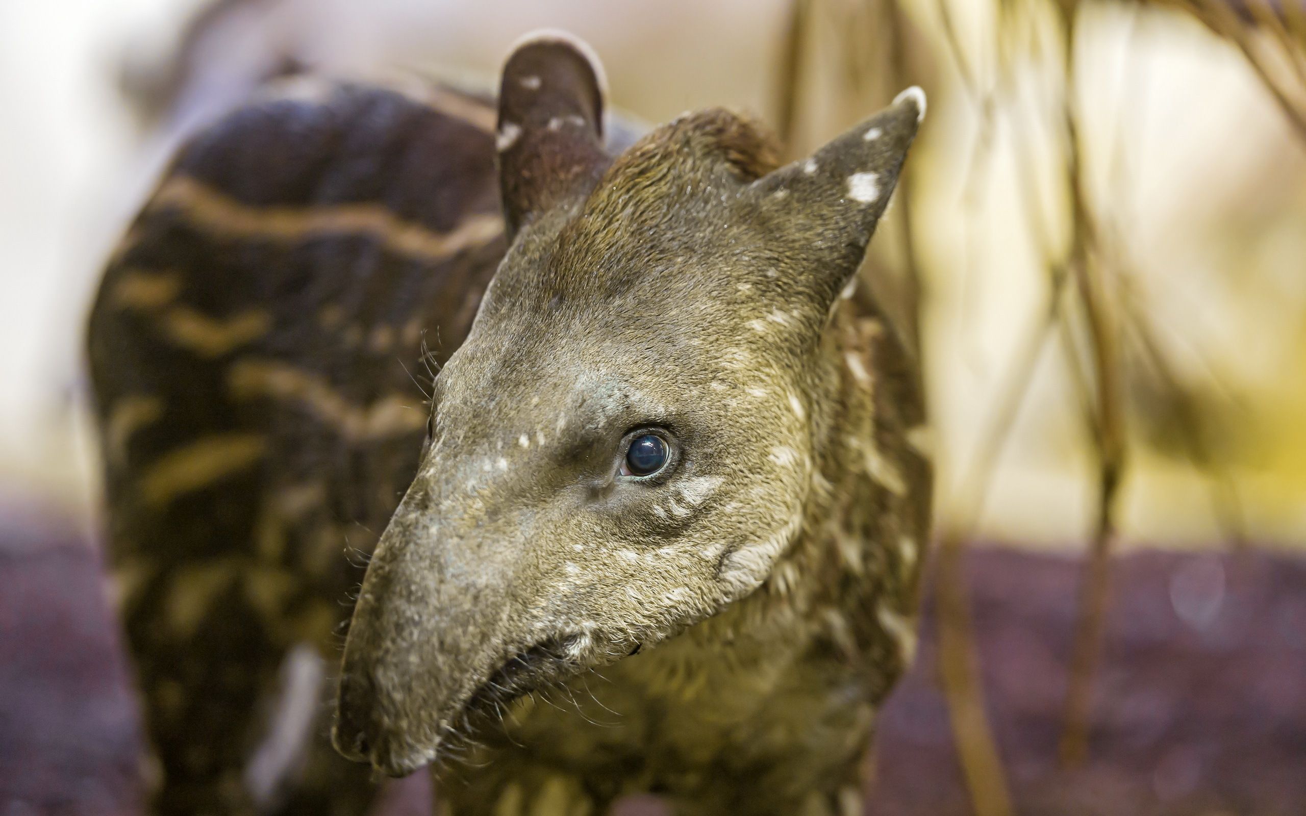 2560x1600 Animal Tapir HD Wallpaper