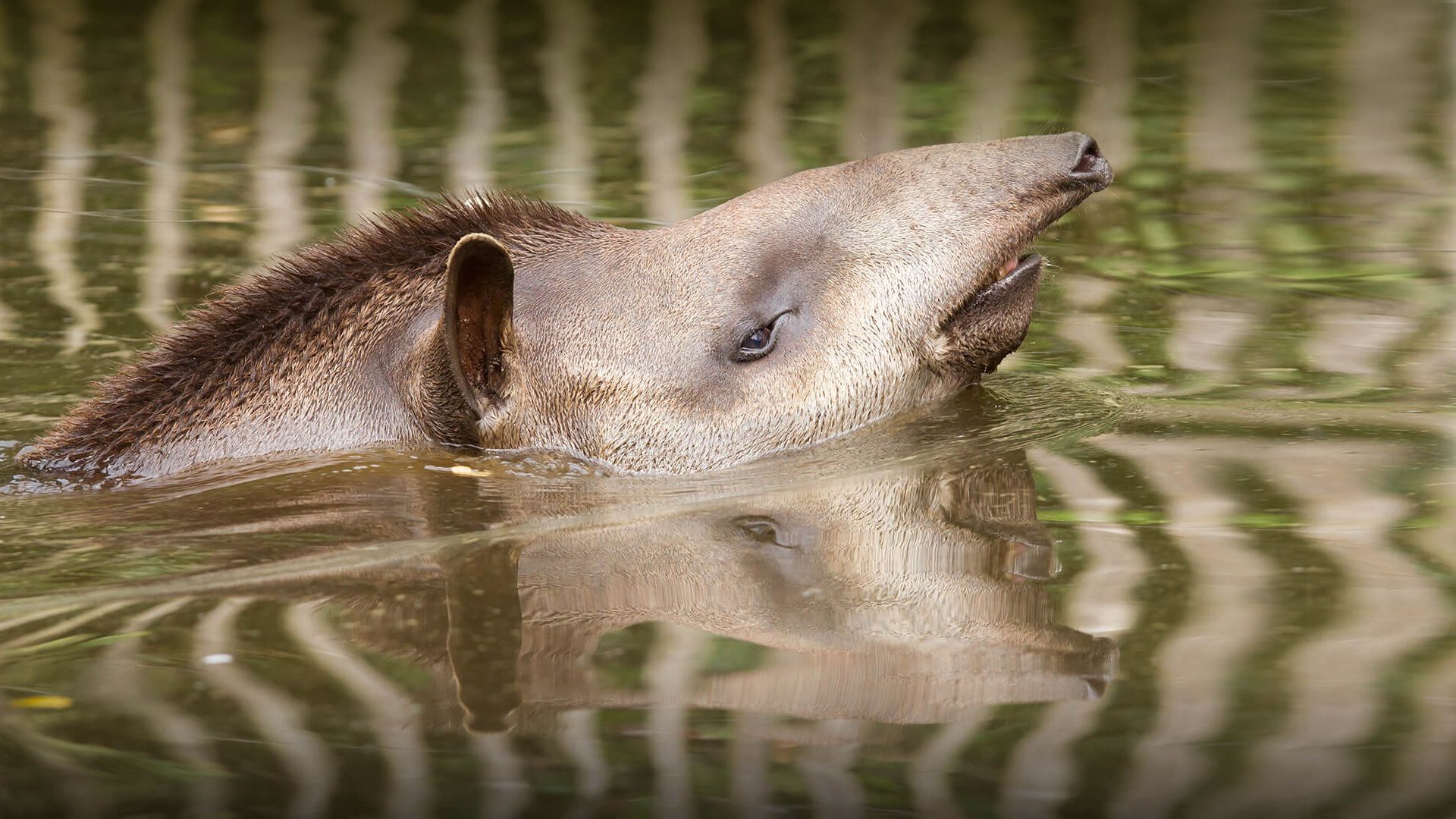 1920x1080 Tapir. San Diego Zoo Animals & Plants