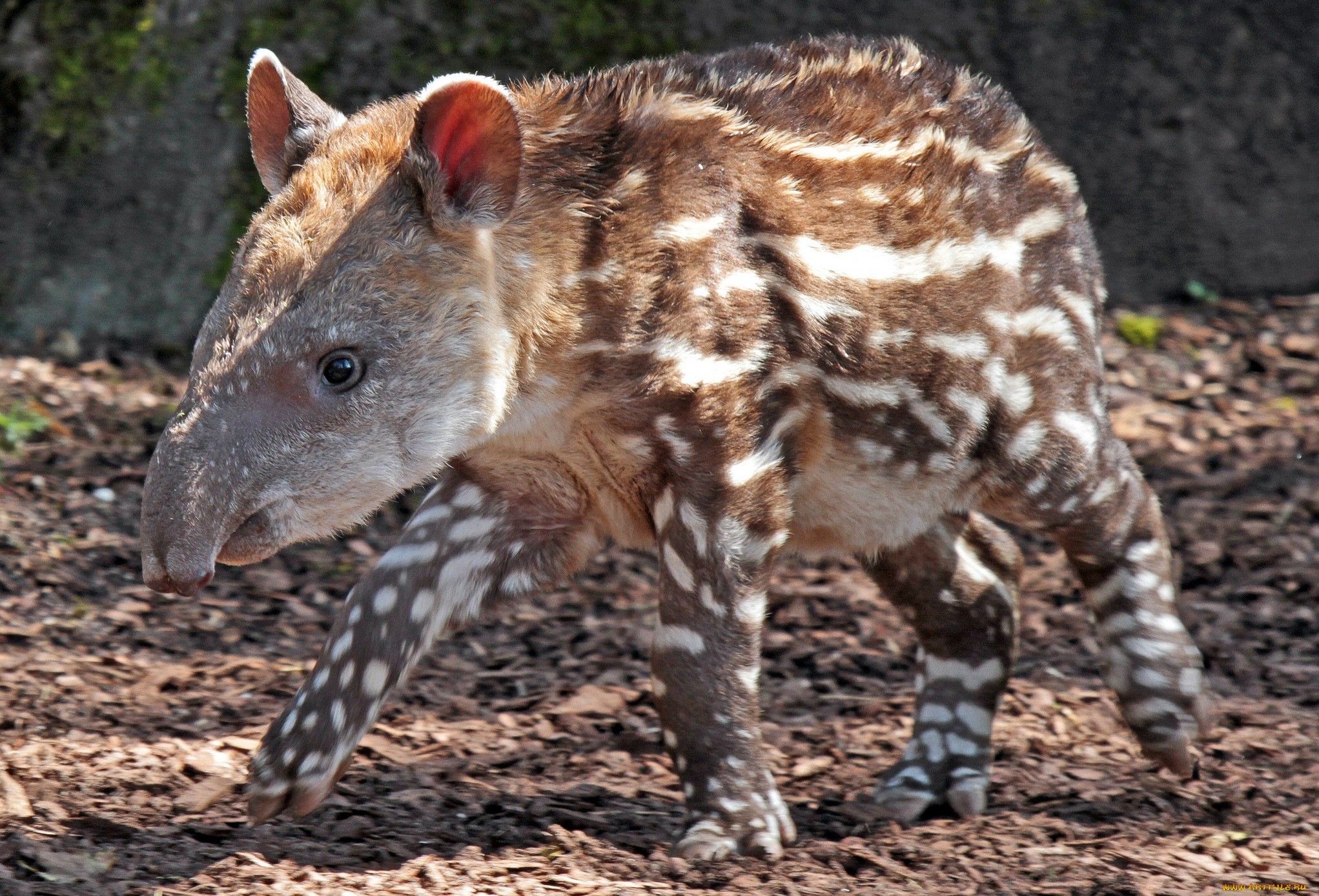 2043x1389 Animal Tapir HD Wallpaper