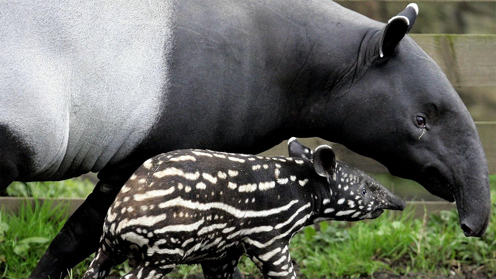 1600x900 Tapir: The Ancient Fruitarian With the Tiny Trunk