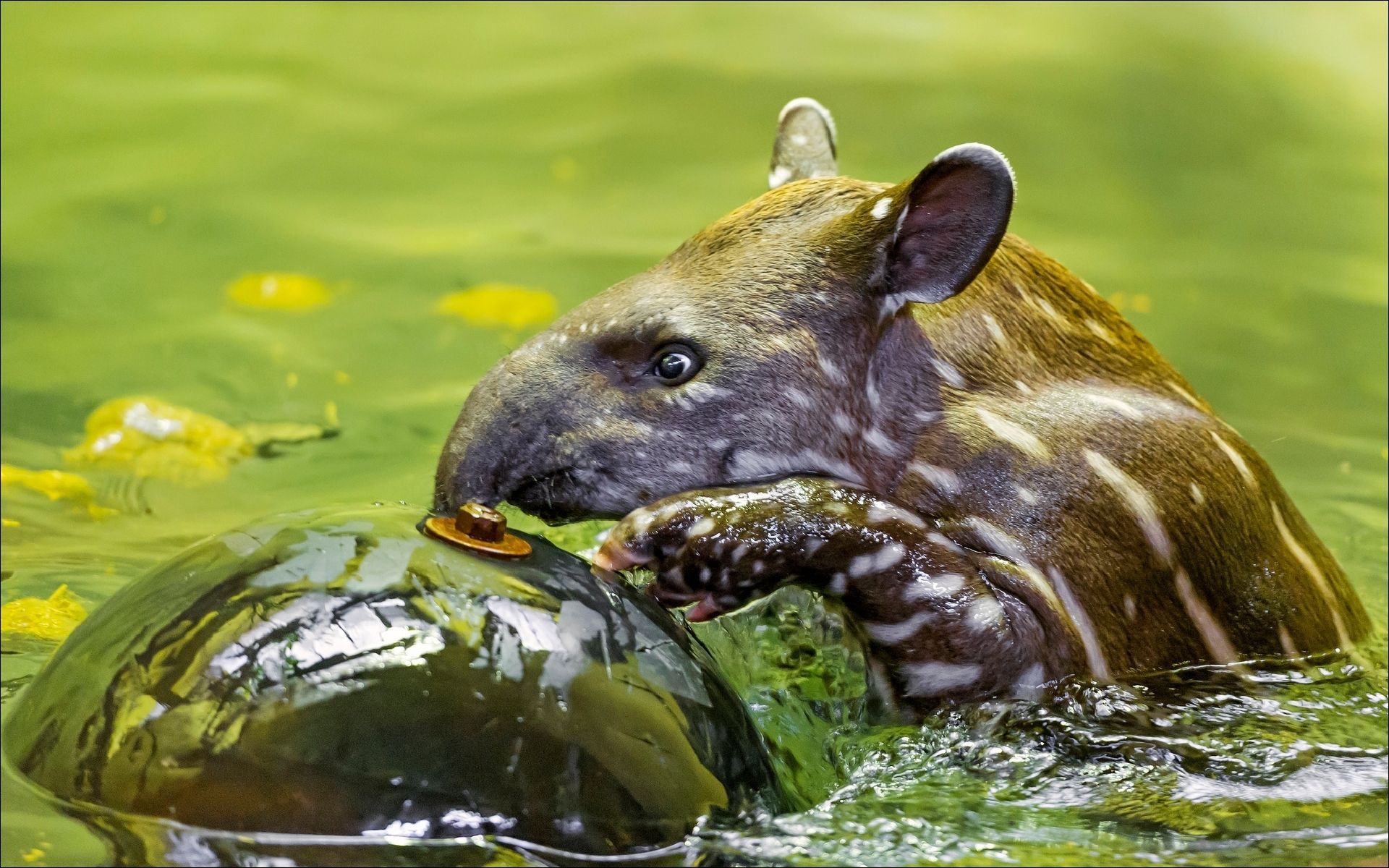 1920x1200 Animal Tapir HD Wallpaper