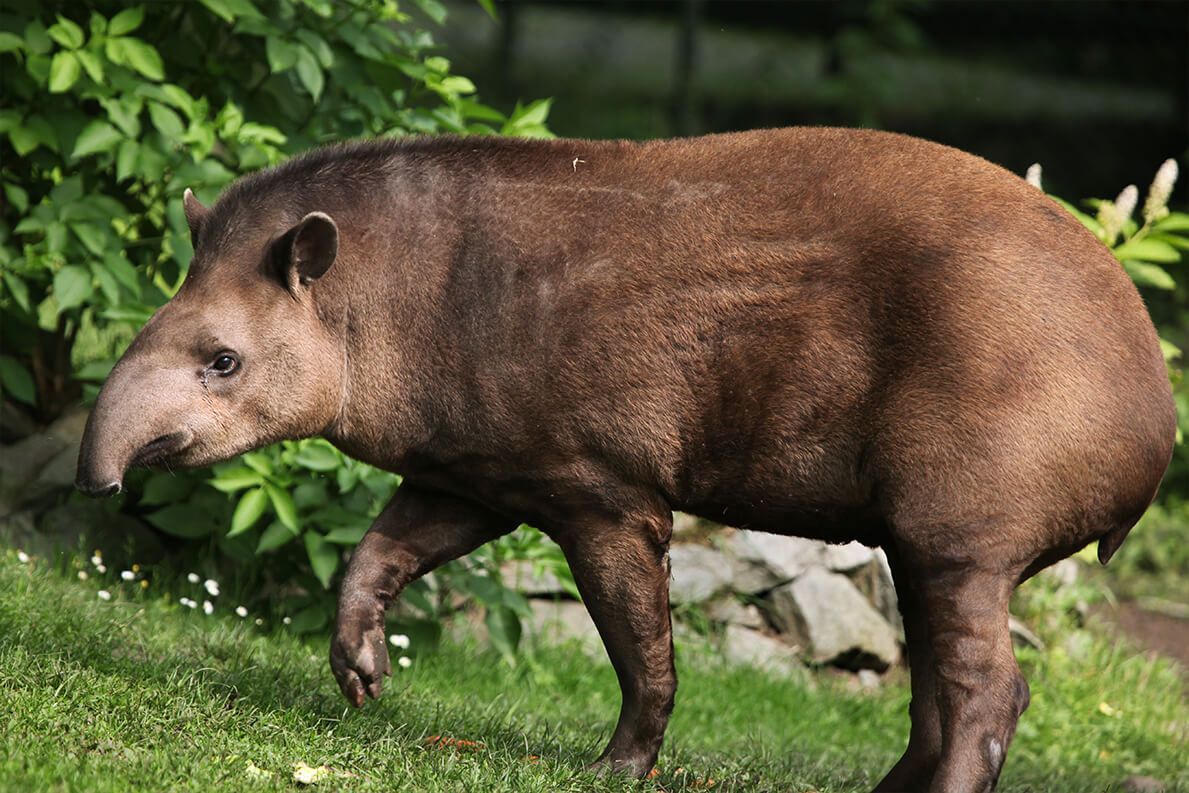 1189x793 Tapir. San Diego Zoo Animals & Plants
