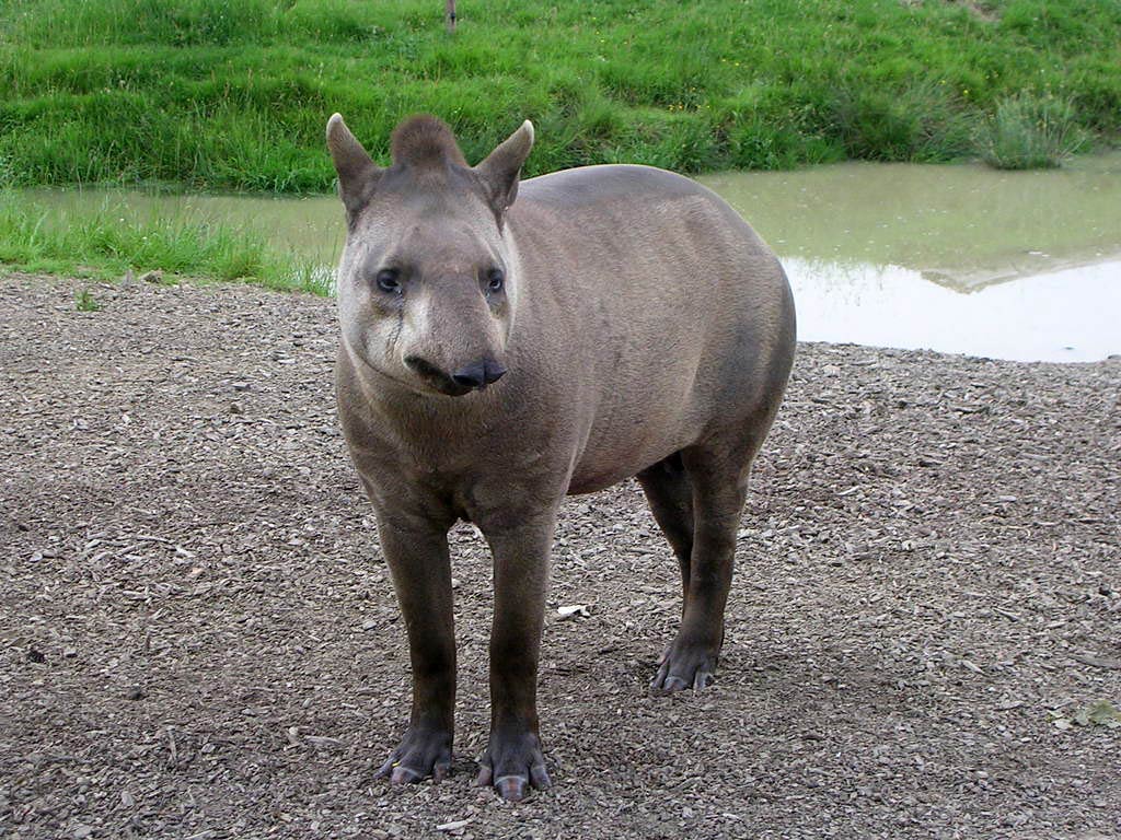 1024x768 Tapir Wallpaper and Background