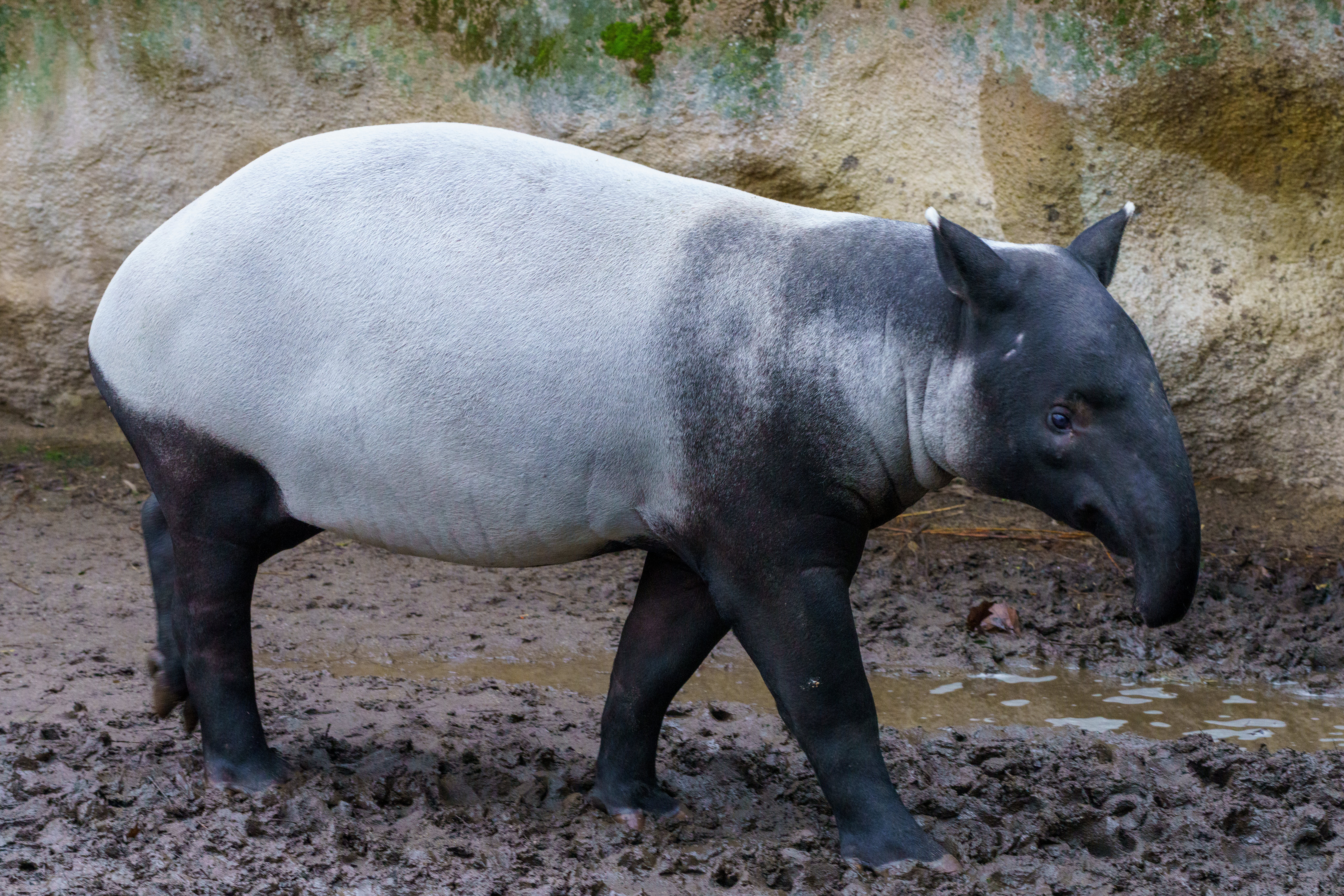 8192x5461 Mountain Tapir Swimming · Free