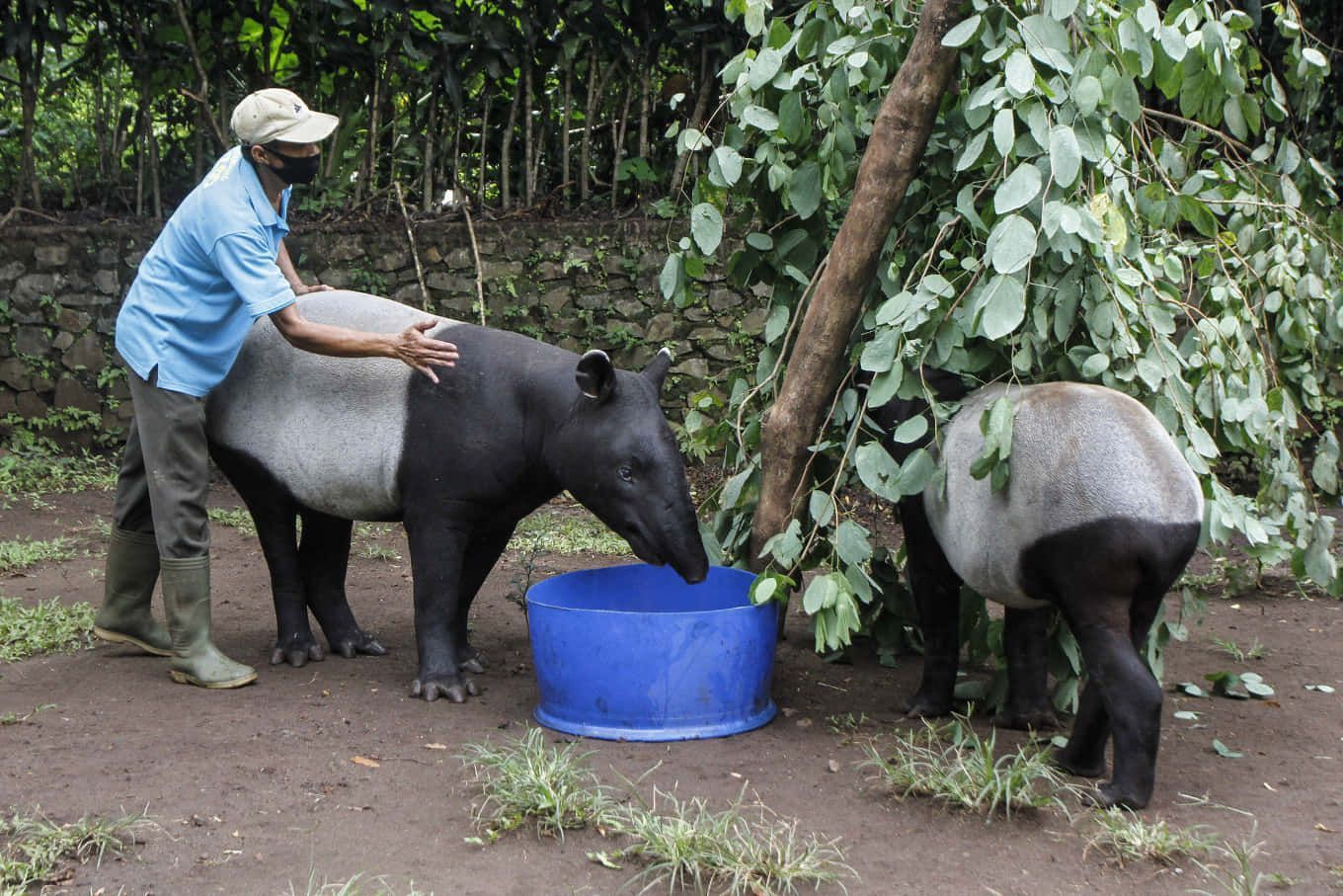 1360x907 Download Malayan Tapir Zoo Animals Picture