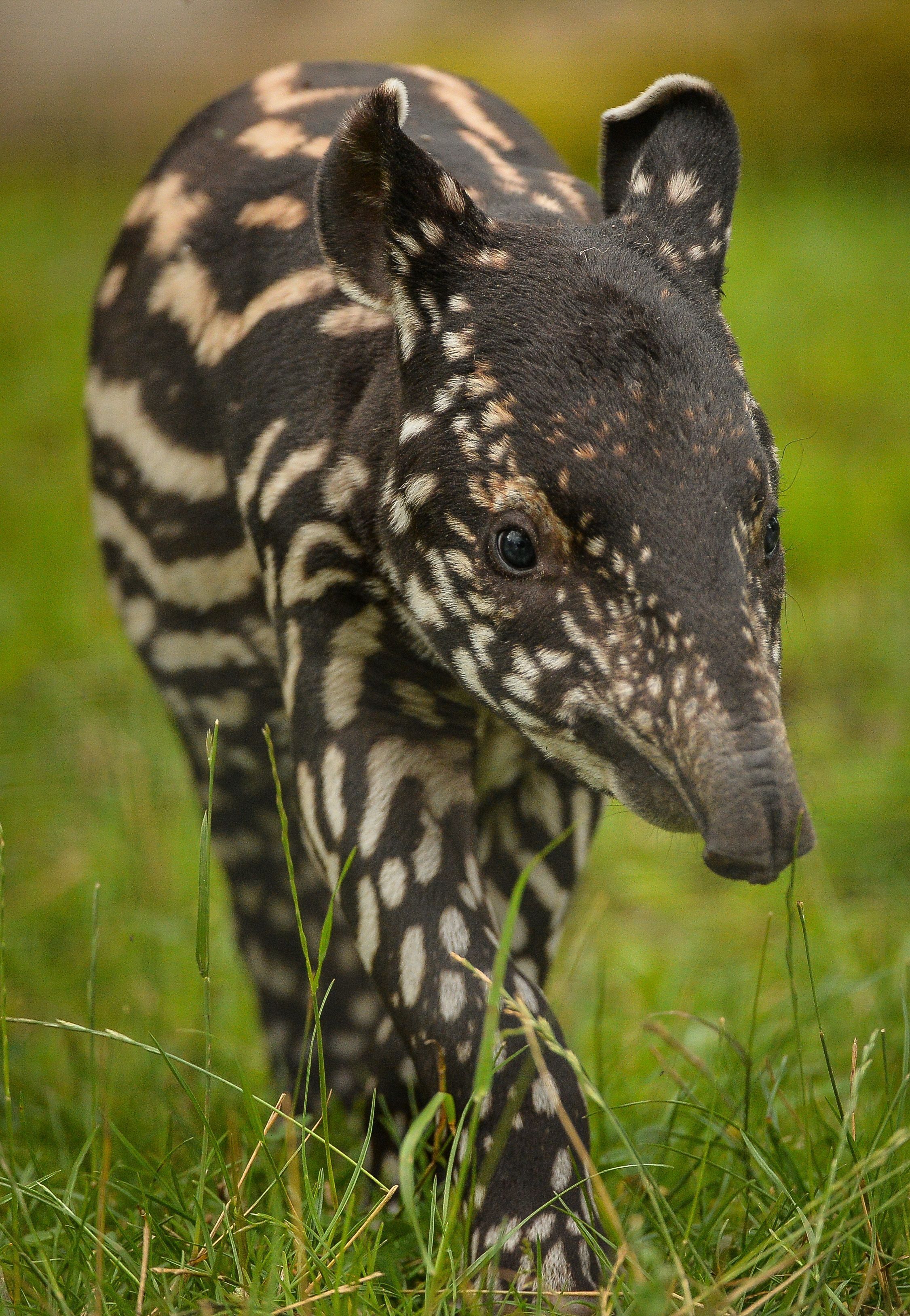 2251x3255 Baby tapir Wallpaper Download