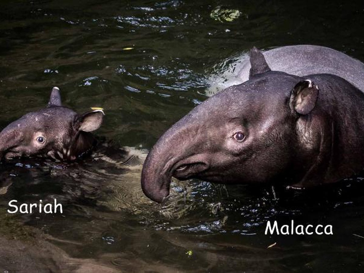 1200x900 Tapir introduced to habitat at Omaha Zoo