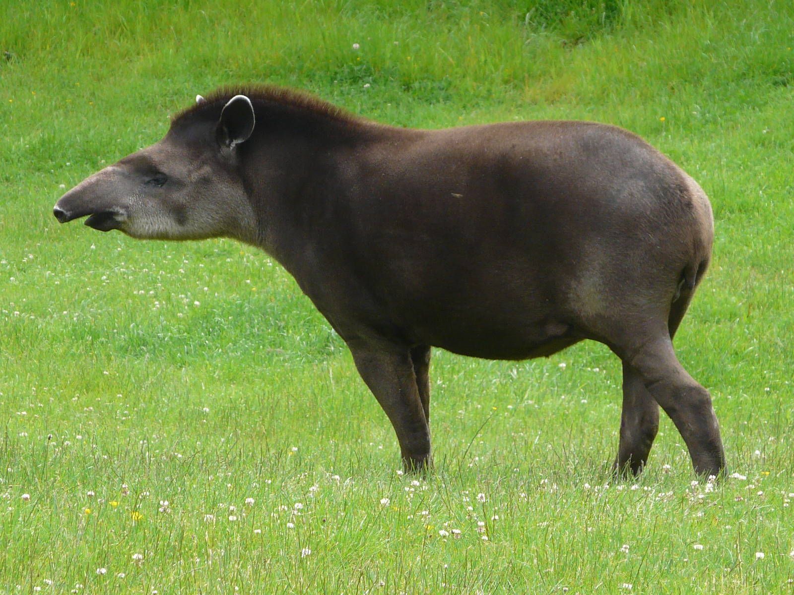 1600x1200 Brazilian Tapir Longleat Safari & Adventure Park Gallery. Tapir, Big animals, Noahs ark animals