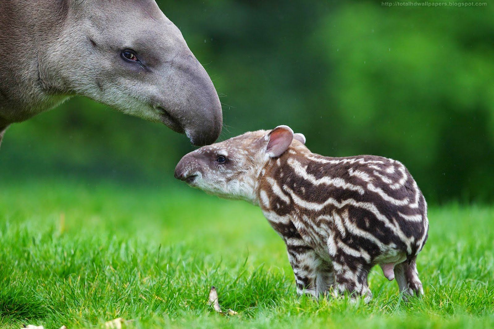 1600x1066 Tapir Widescreen Wallpaper 80430