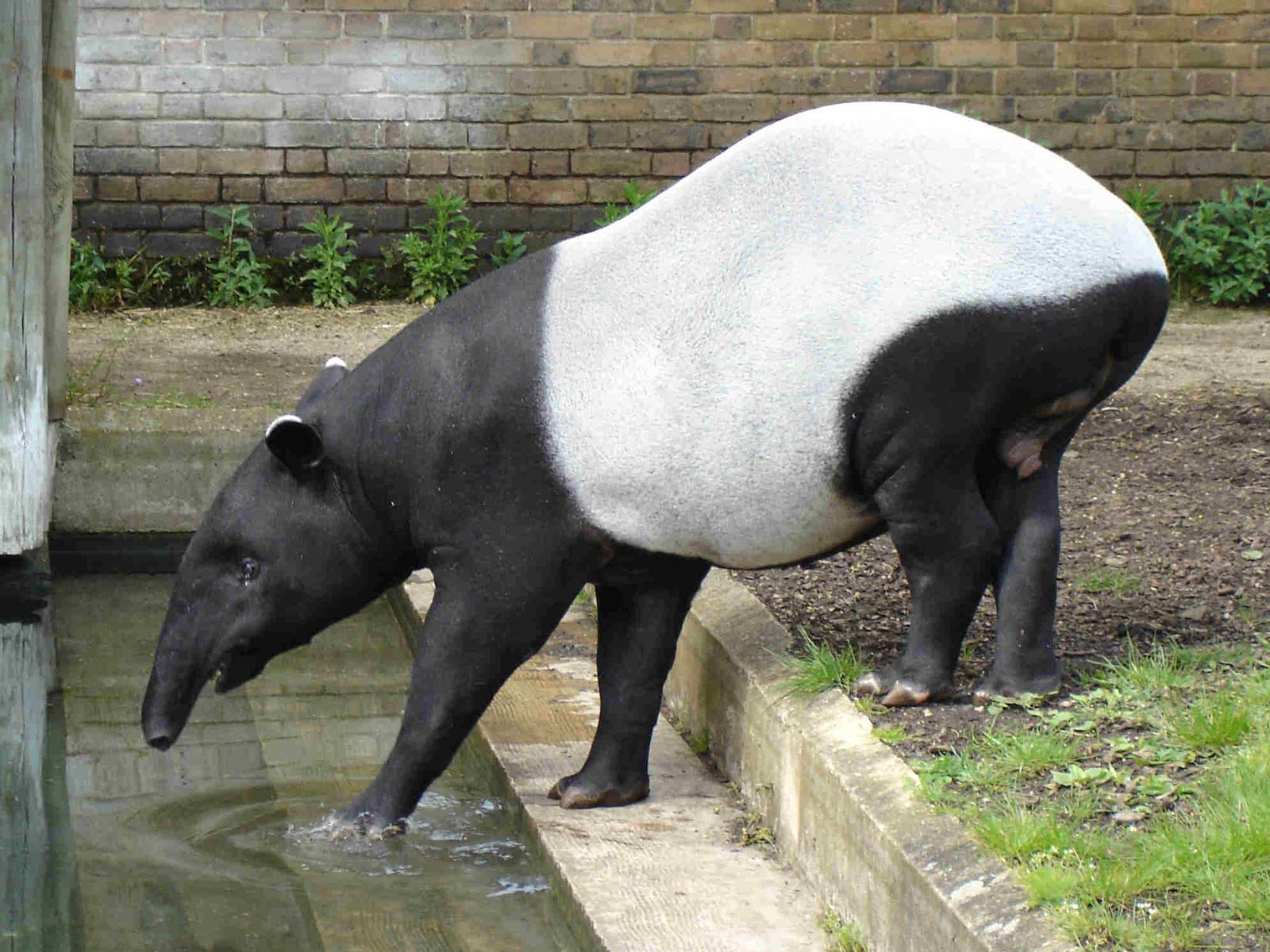 1600x1200 Free Tapir Wallpaper download