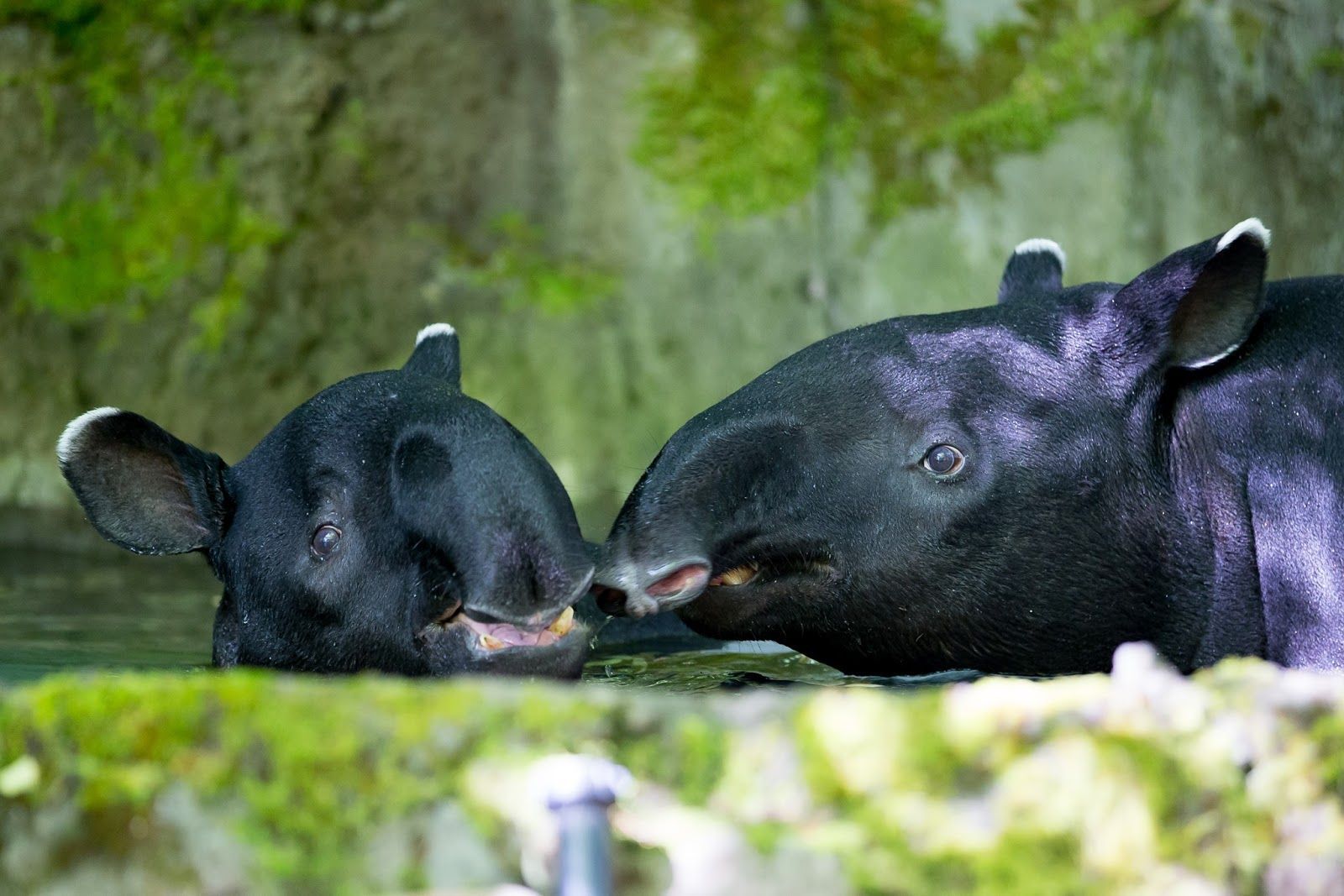 1600x1067 Tapir birth window opens and baby proofing habitat is completed!