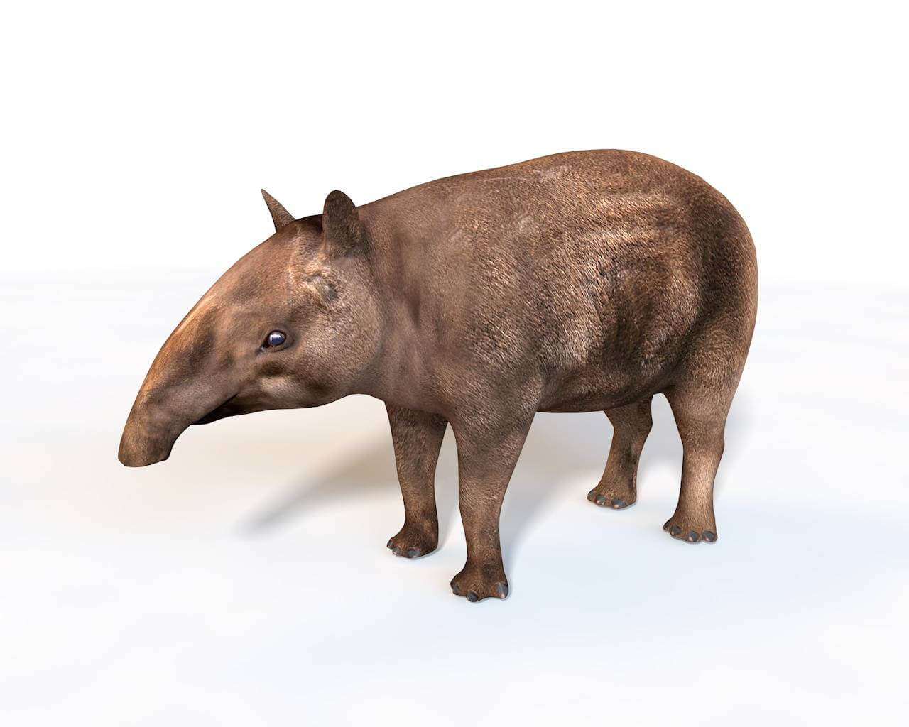 1280x1024 Tapir Brown
