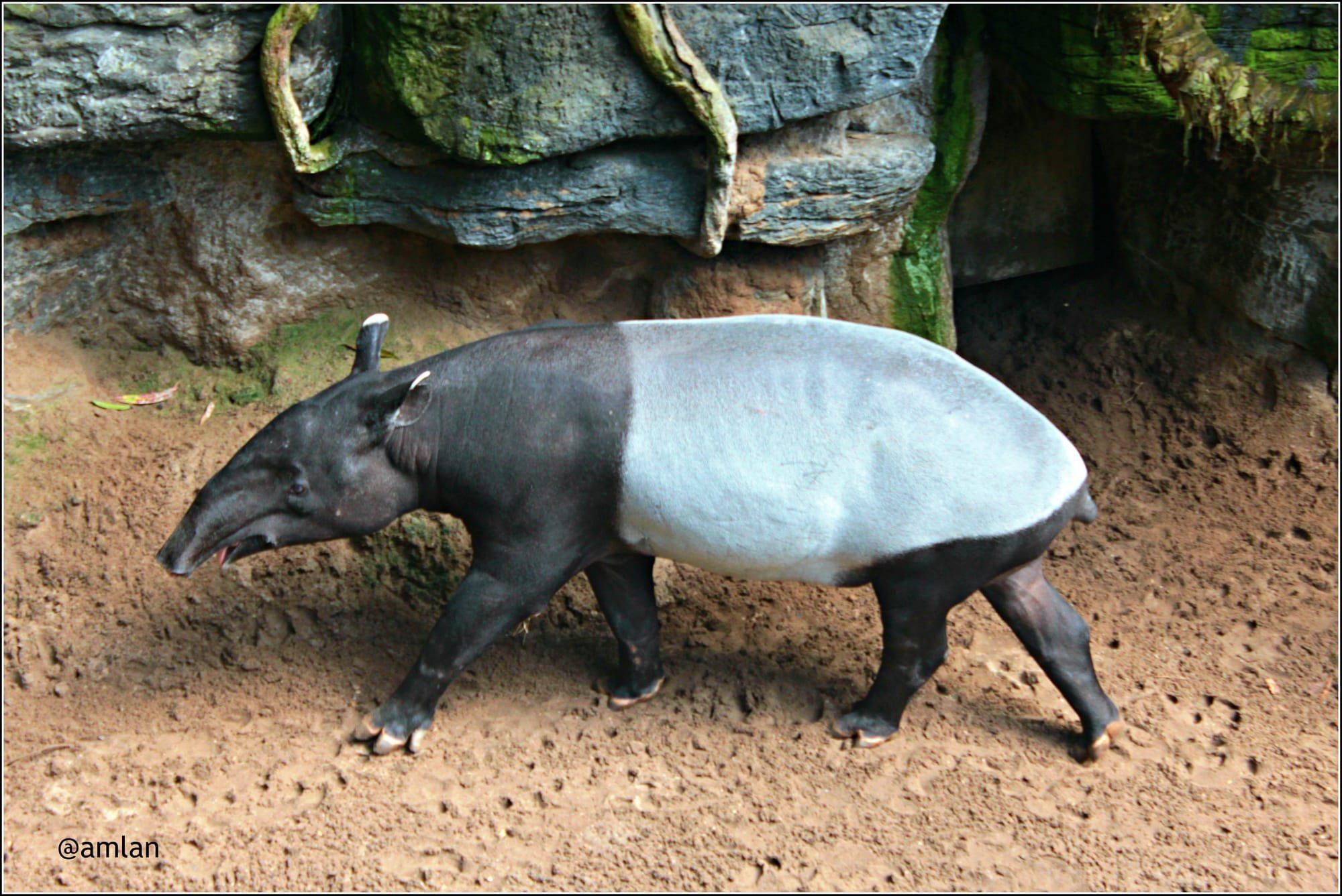 2000x1337 THE TAPIR