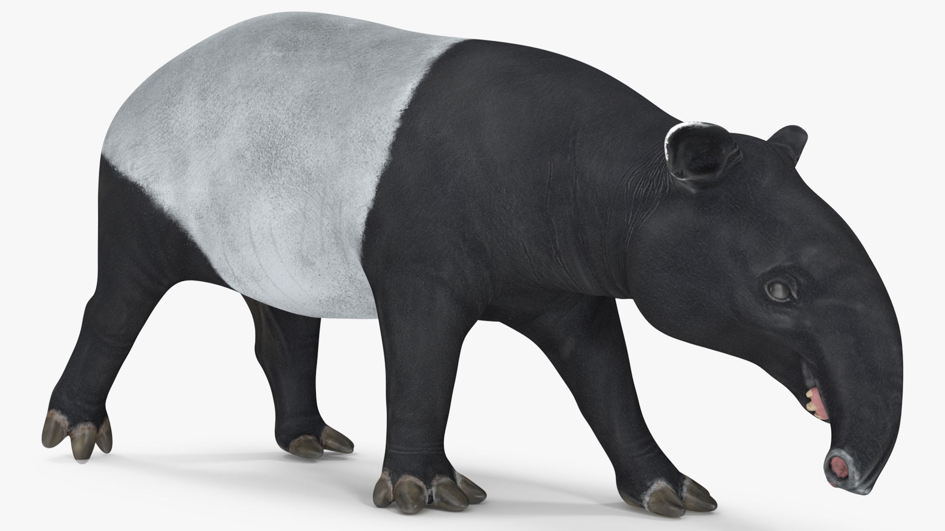 1920x1080 Tapir Walking Pose 3D Model $89 - .3Ds .blend .c4d .fbx .max .ma .lxo .obj