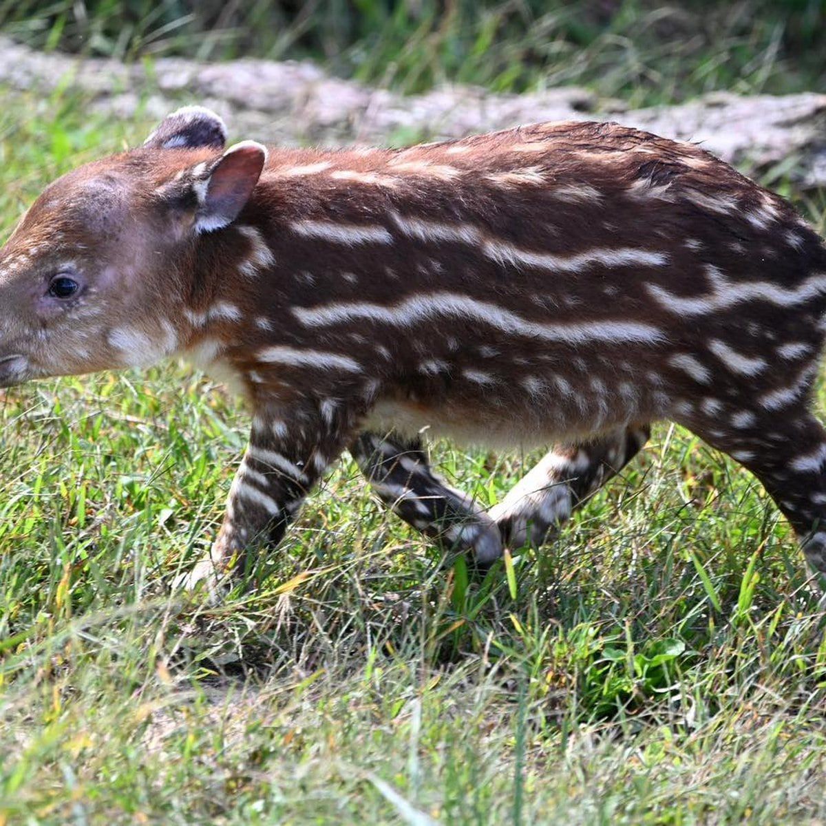 1200x1200 Zoo announces birth of endangered Baird's tapir