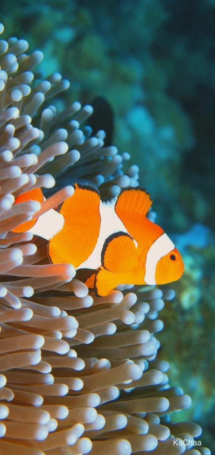 720x1520 Ikan nemo. Fish wallpaper, Wallpaper, Phone wallpaper