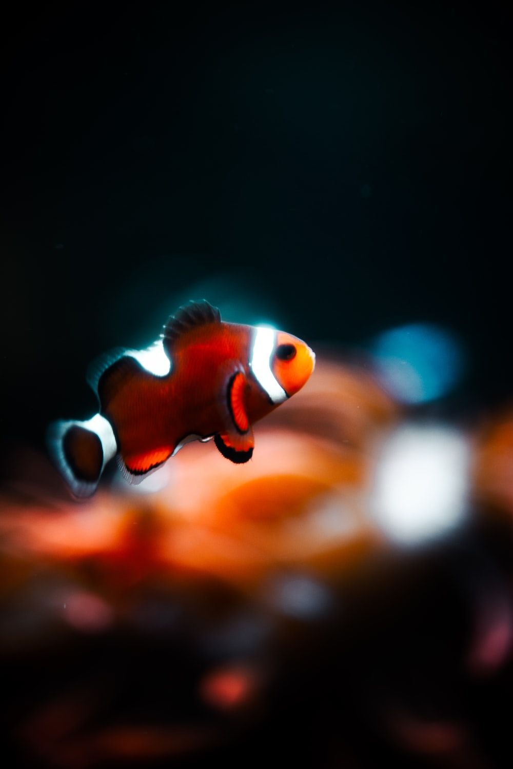 Nemo Fish Wallpapers - Top Free Nemo Fish Backgrounds - Wallpaperaccess