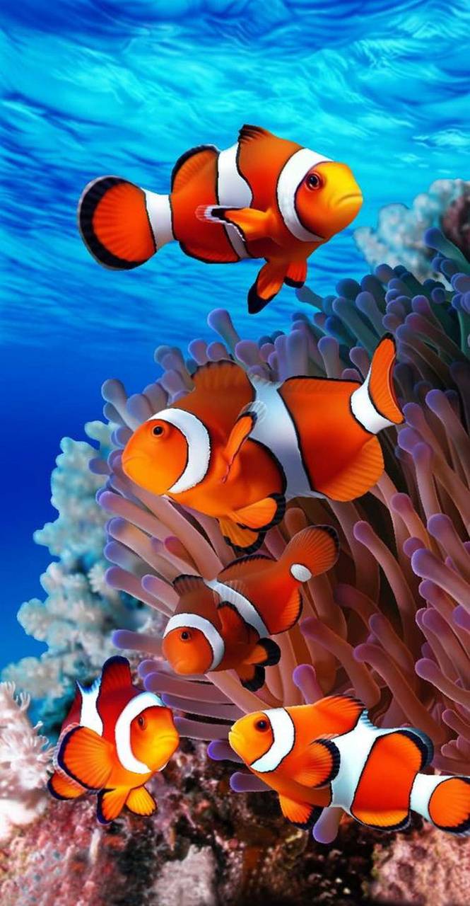 665x1280 Nemo Fish Wallpaper