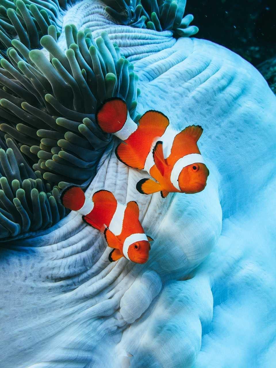 Nemo Fish Wallpapers - Top Free Nemo Fish Backgrounds - WallpaperAccess