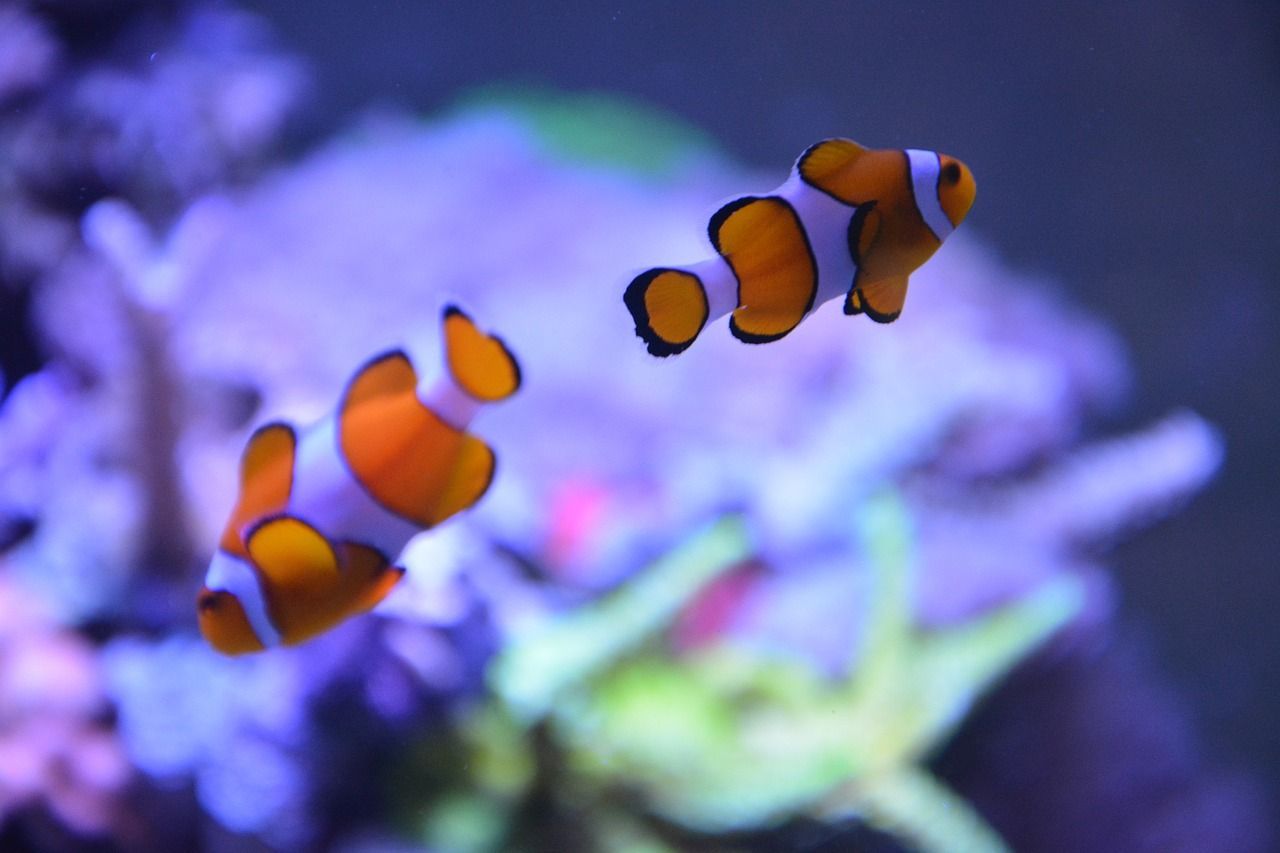 1280x853 Fish Clown Nemo