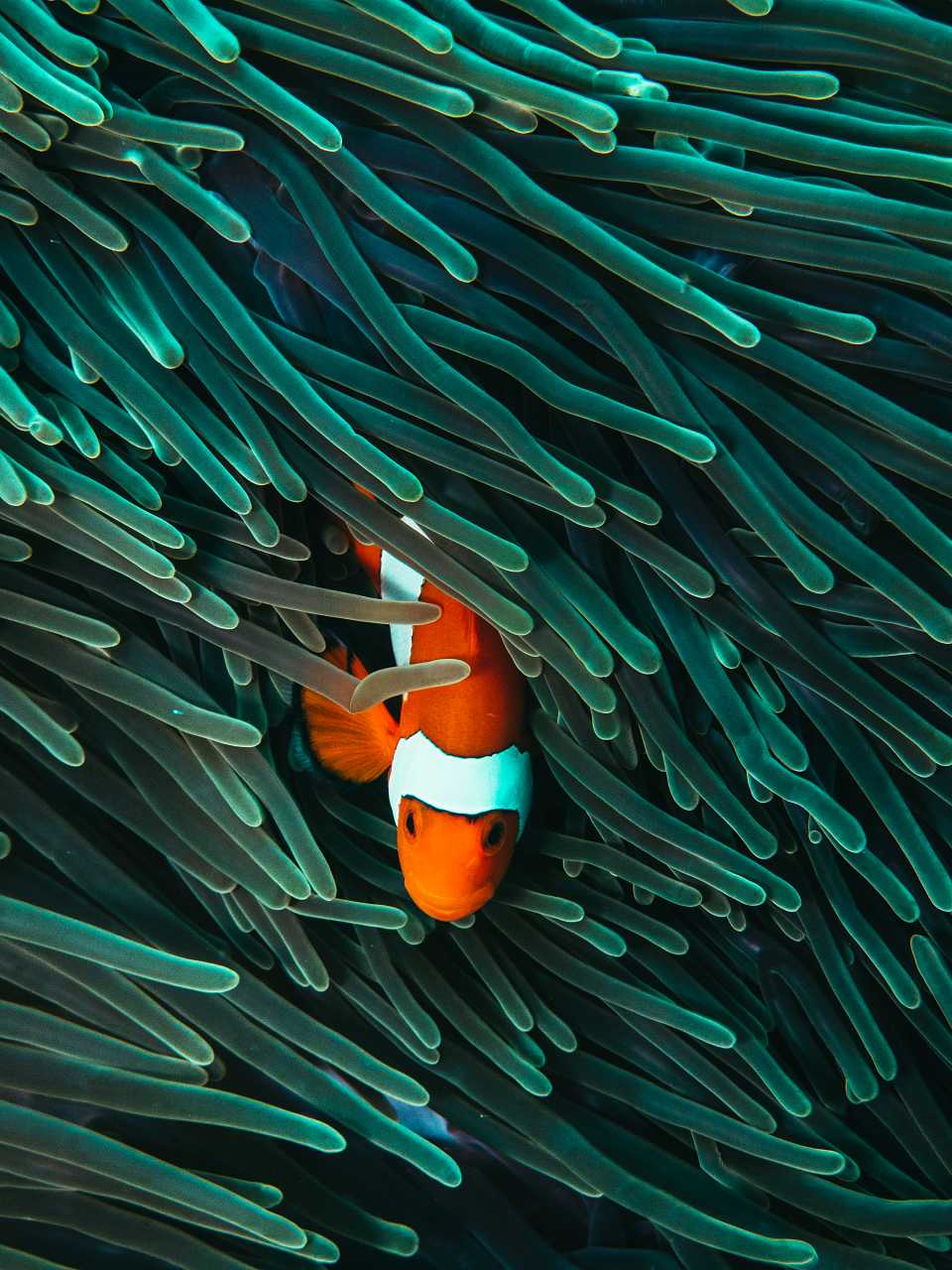 960x1280 Clown Fish Underwater Photo. Finding Nemo Decor. Tropical Fish Art