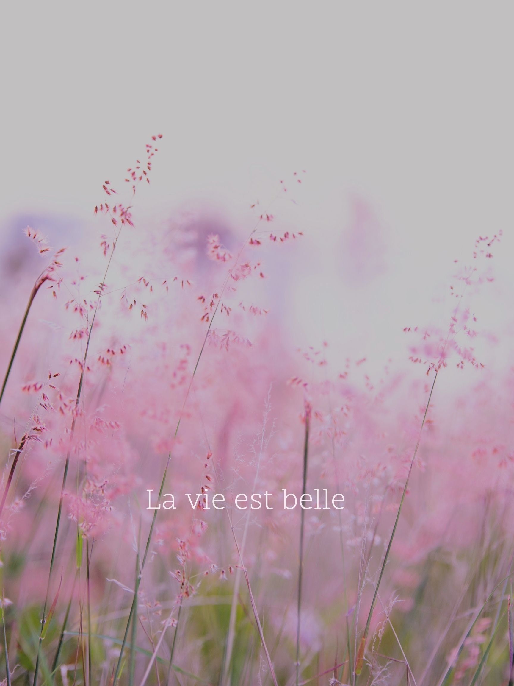 1728x2304 La Vie Est Belle Digital Download