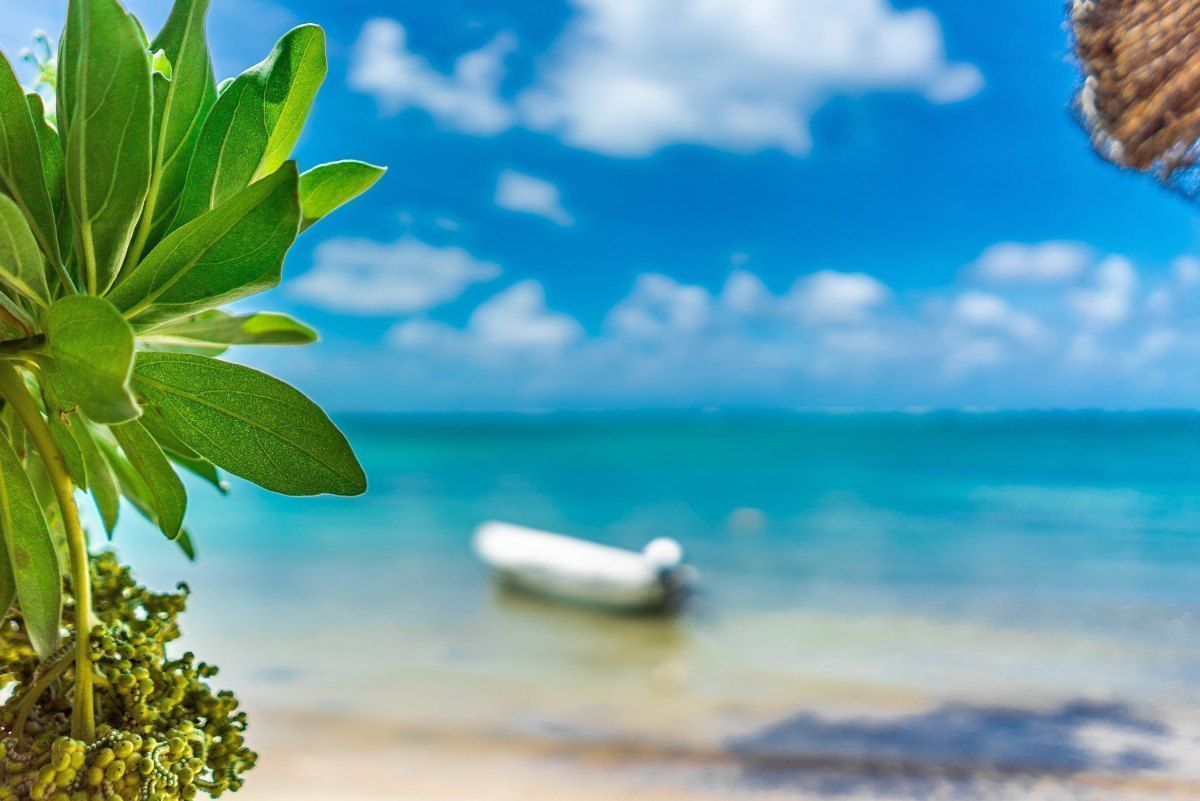 1200x801 Free Photo plants with blurred speed boat in background at Belle Mare beach