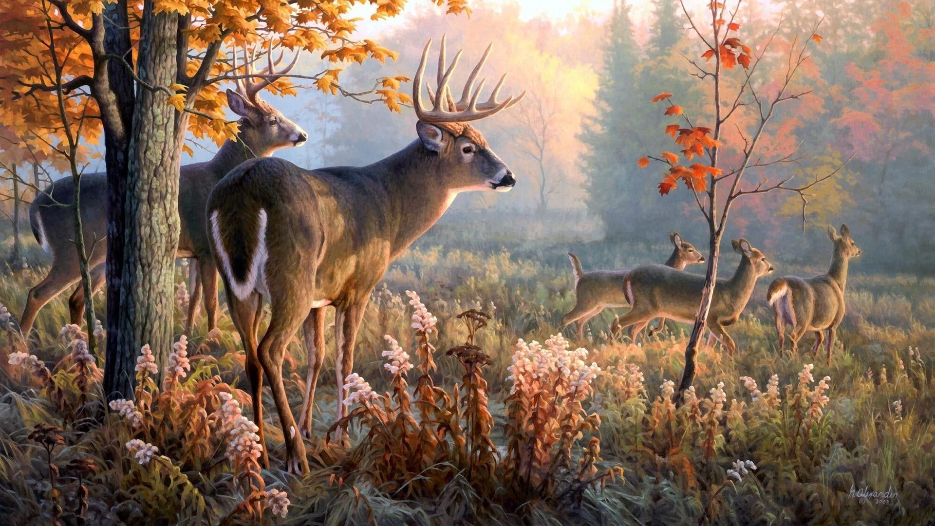 1920x1080 wildlife #deer #painging #fauna #artwork #wilderness white tailed deer painting art #woodland #forest #tree #grass. Deer wallpaper, Animal decor, Whitetail deer