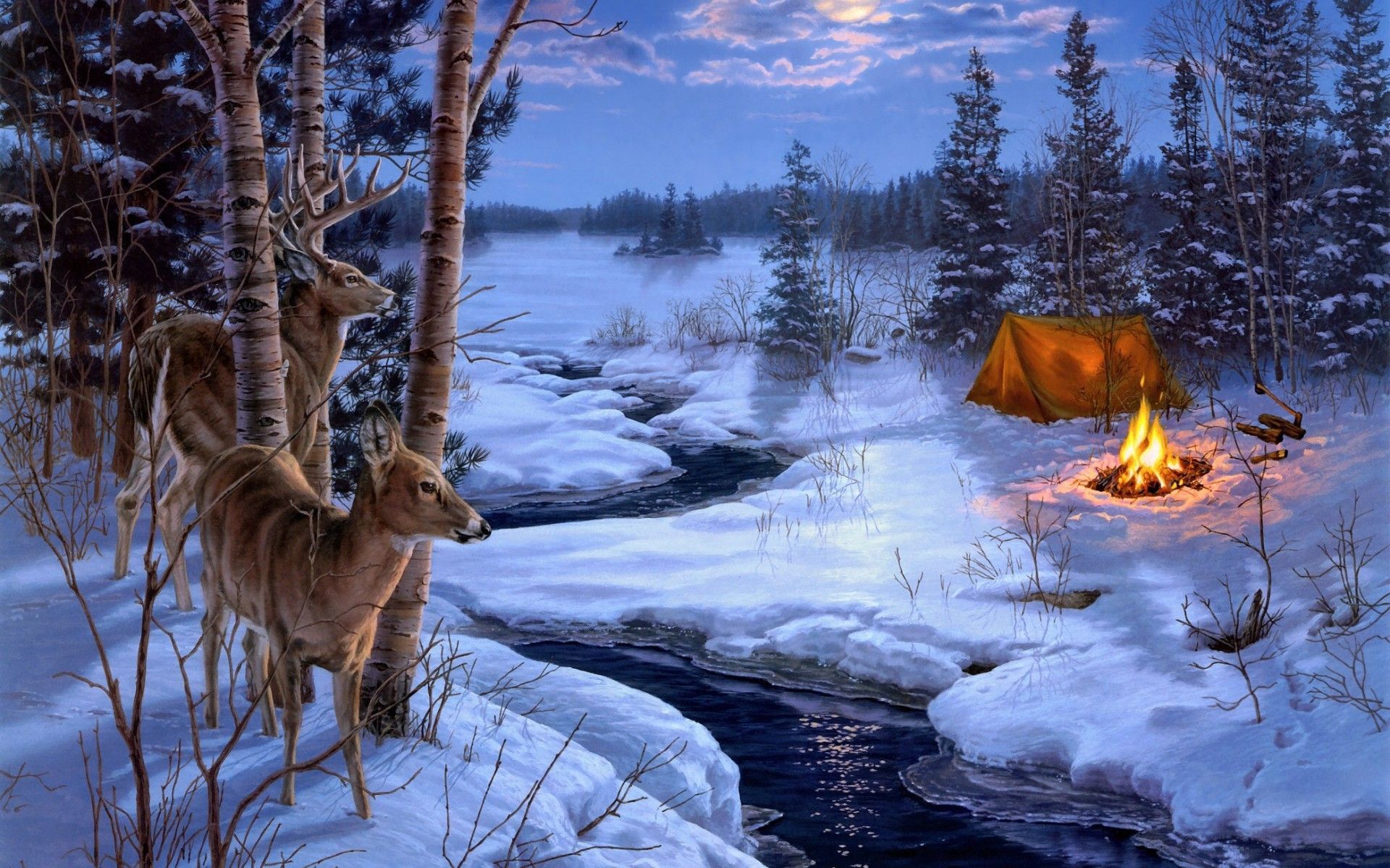 1920x1200 White Tailed Deer HD Wallpaper And Background