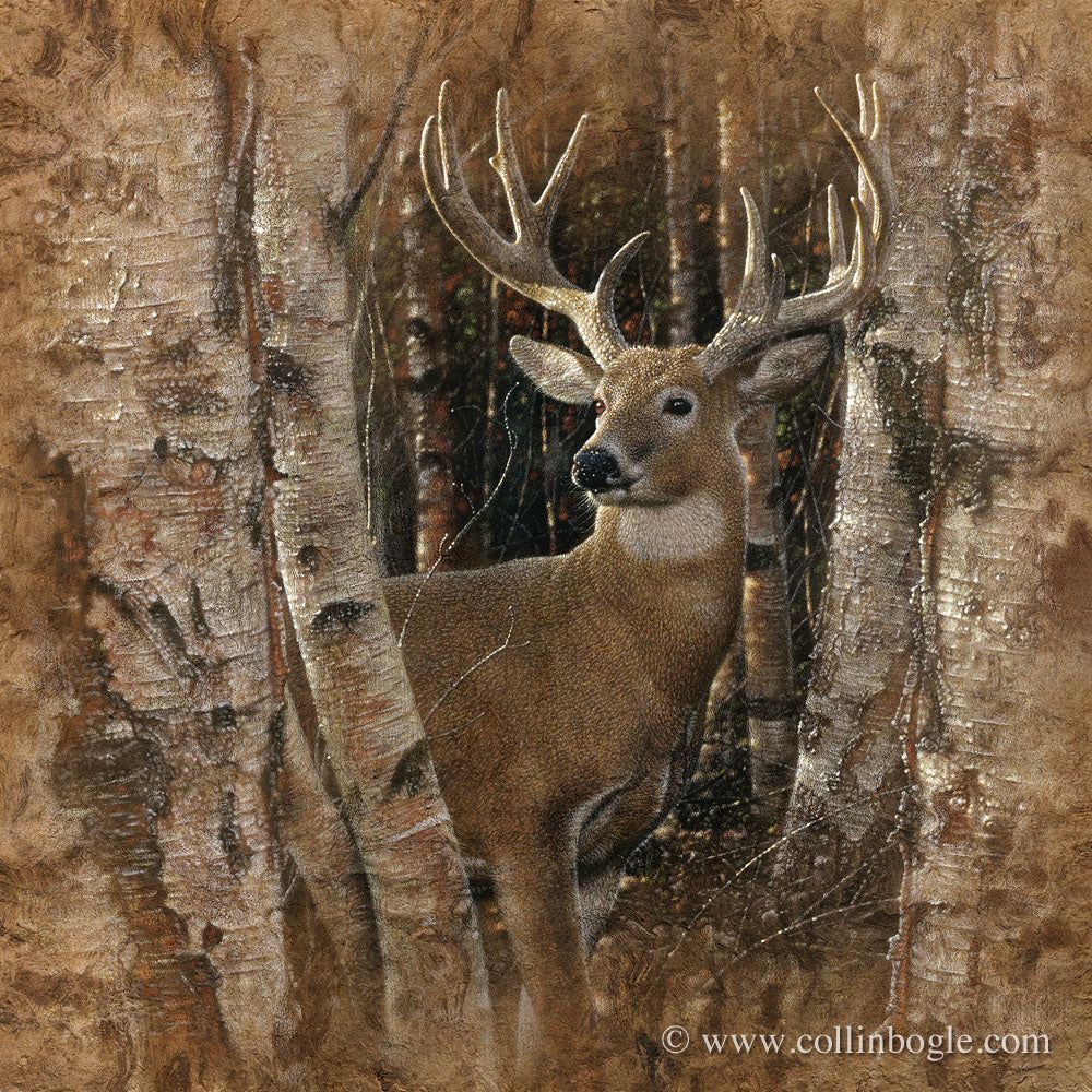 1000x1000 Birchwood Buck Deer Painting, Hand Signed Deer Art Print