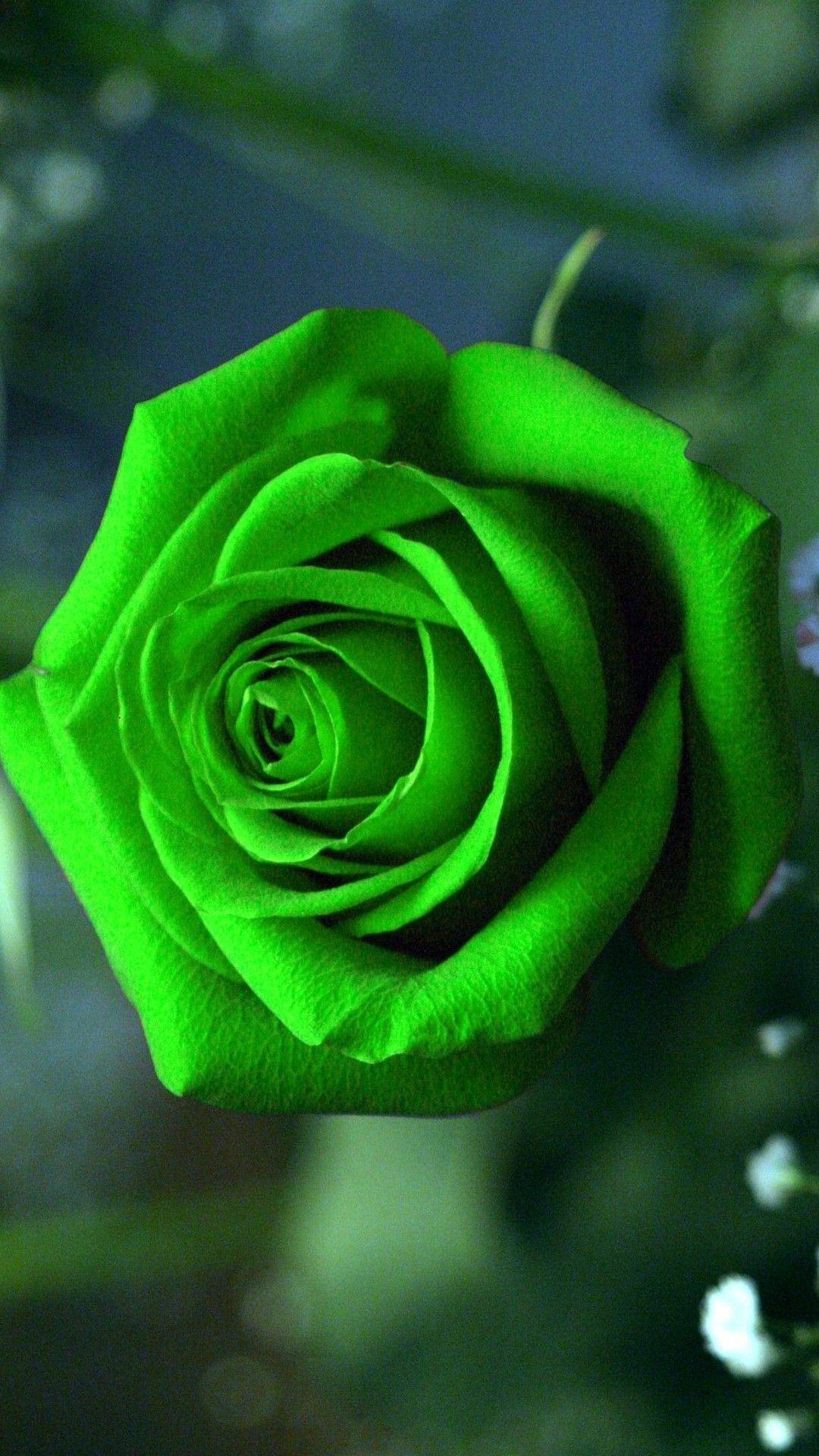 Green Rose Wallpapers - Top Free Green Rose Backgrounds - WallpaperAccess