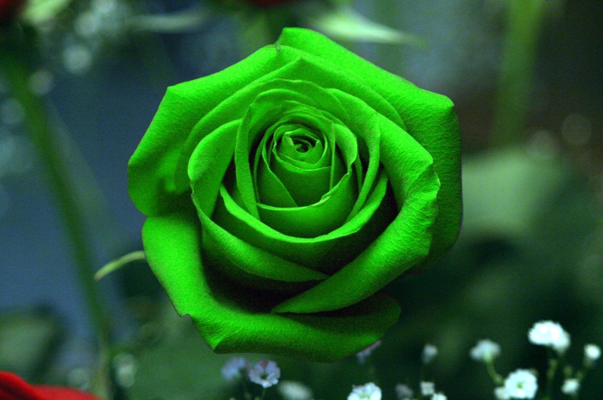 Mind Blowing Single Green Rose Hd Free Greetings