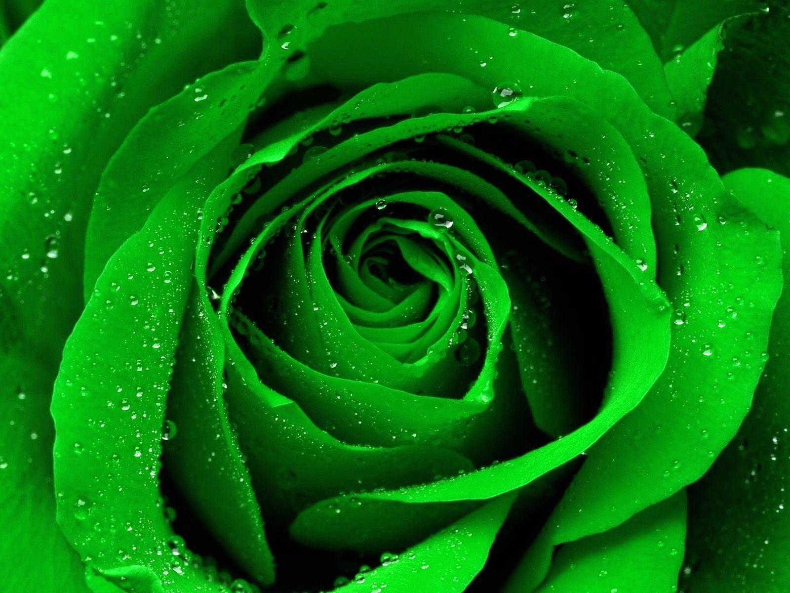 Зеленый цвет национальный. Зеленые розы Амарант.