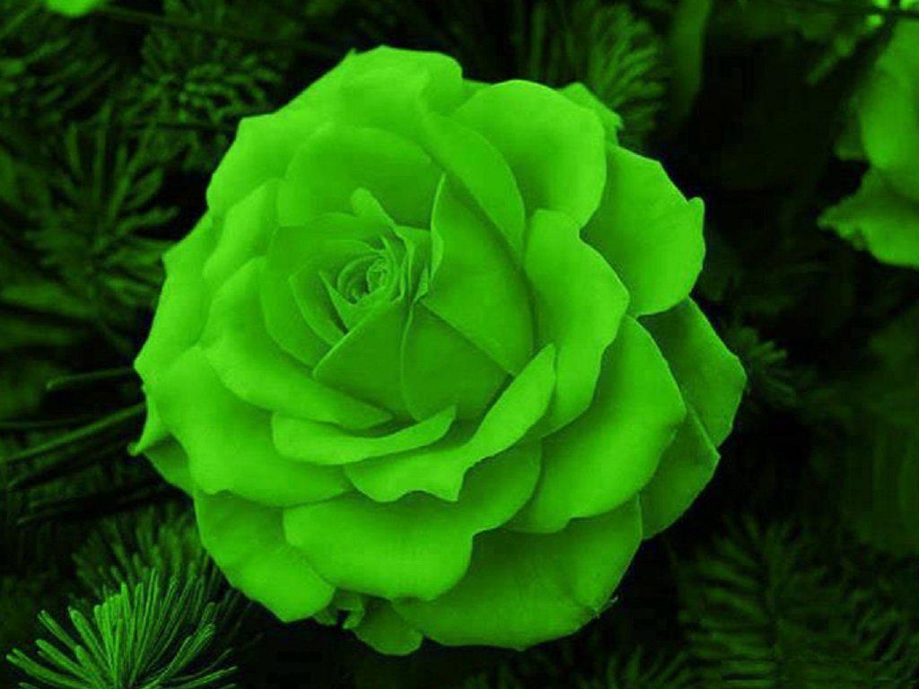 Green rose p h l beautiful green rose HD phone wallpaper  Pxfuel