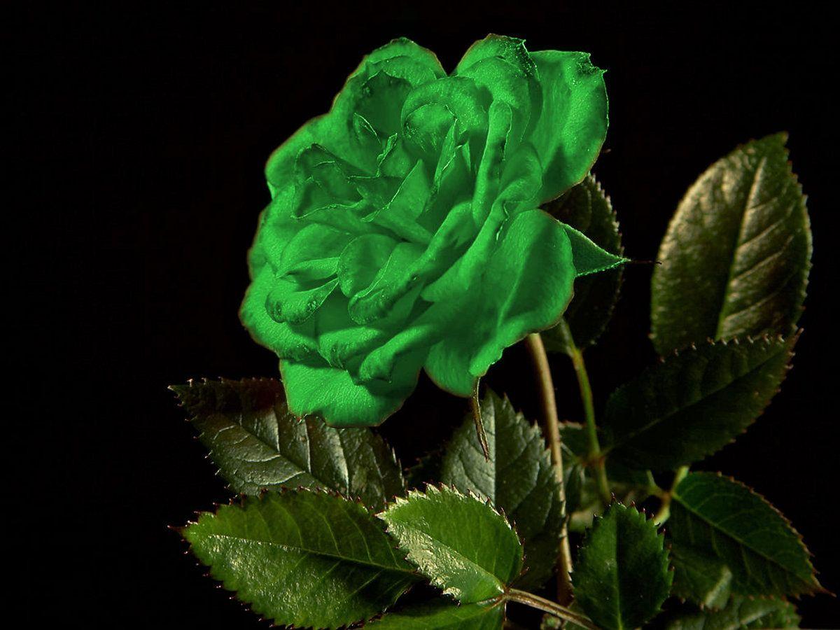 Green Rose Wallpapers - Top Free Green Rose Backgrounds ...