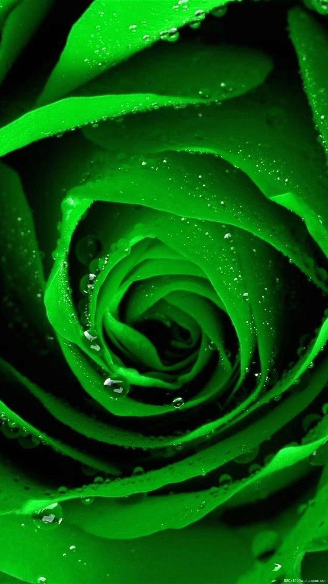 Green Rose Wallpapers - Top Free Green Rose Backgrounds - WallpaperAccess