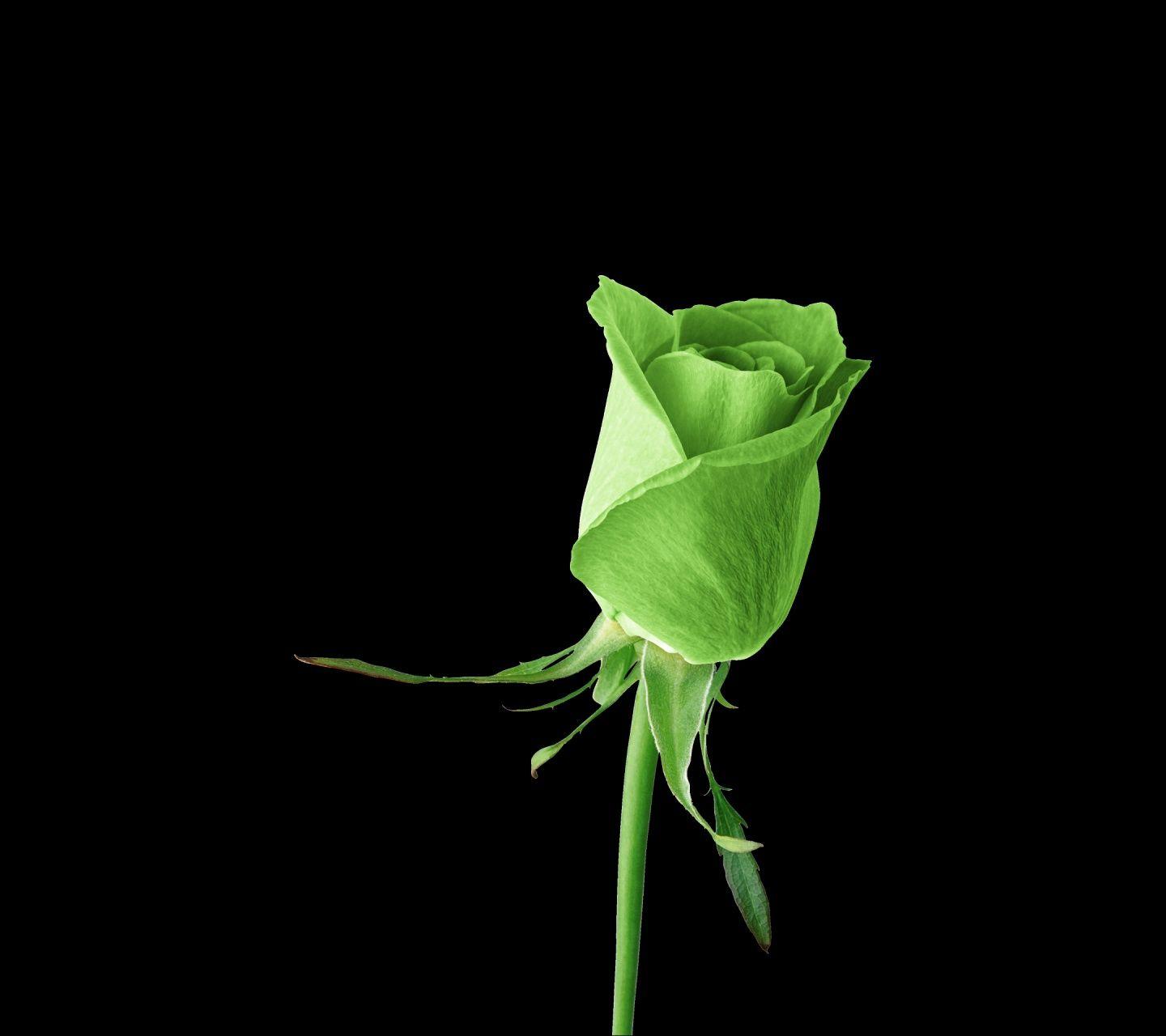 Green Rose Wallpapers - Top Free Green Rose Backgrounds - WallpaperAccess