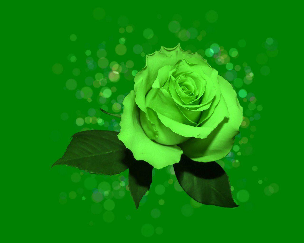 Green Rose Hd Wallpaper | HQ Wallpapers